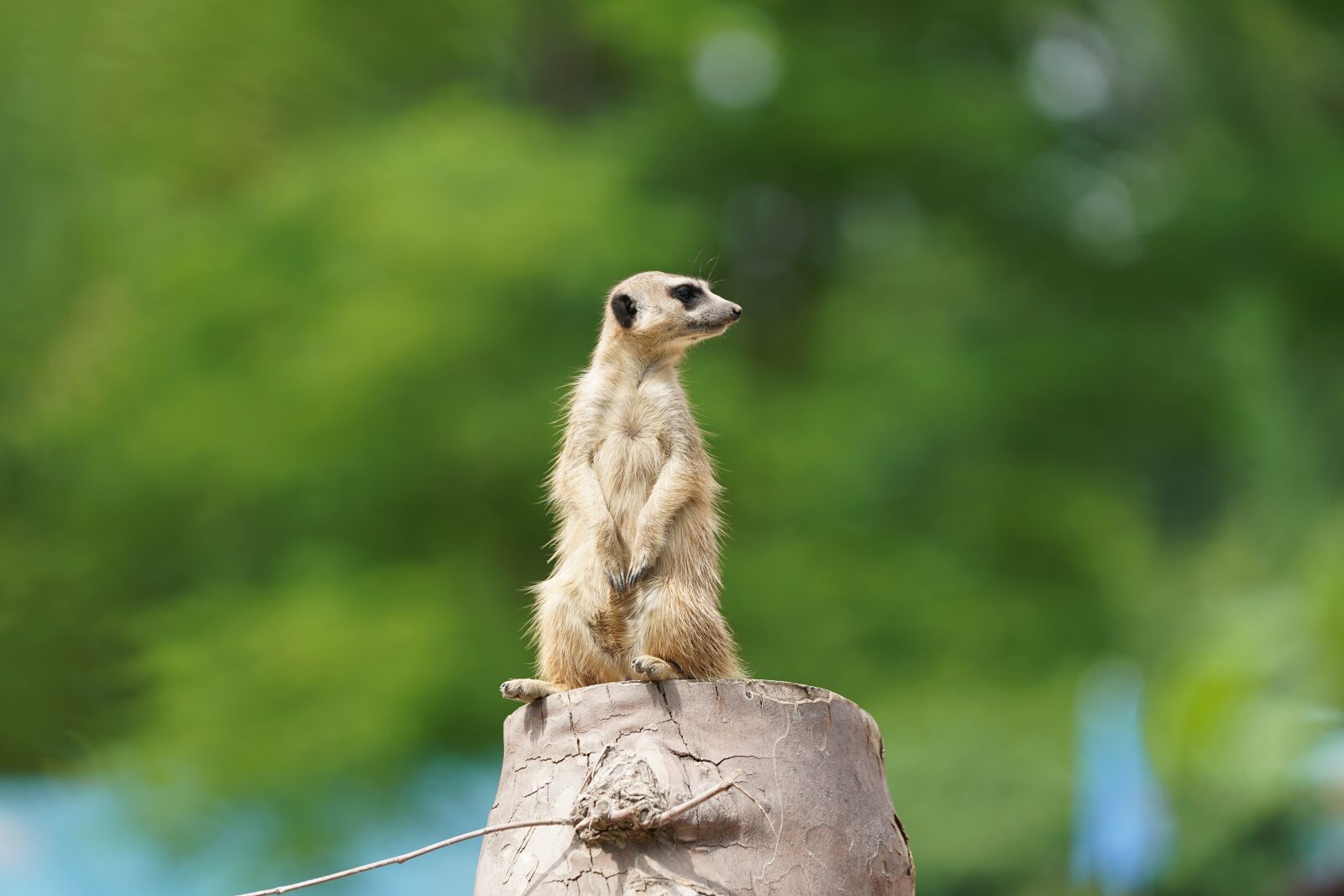 Sony FE 70-200mm F2.8 GM OSS sample photo. Meerkat, watch, guard photography