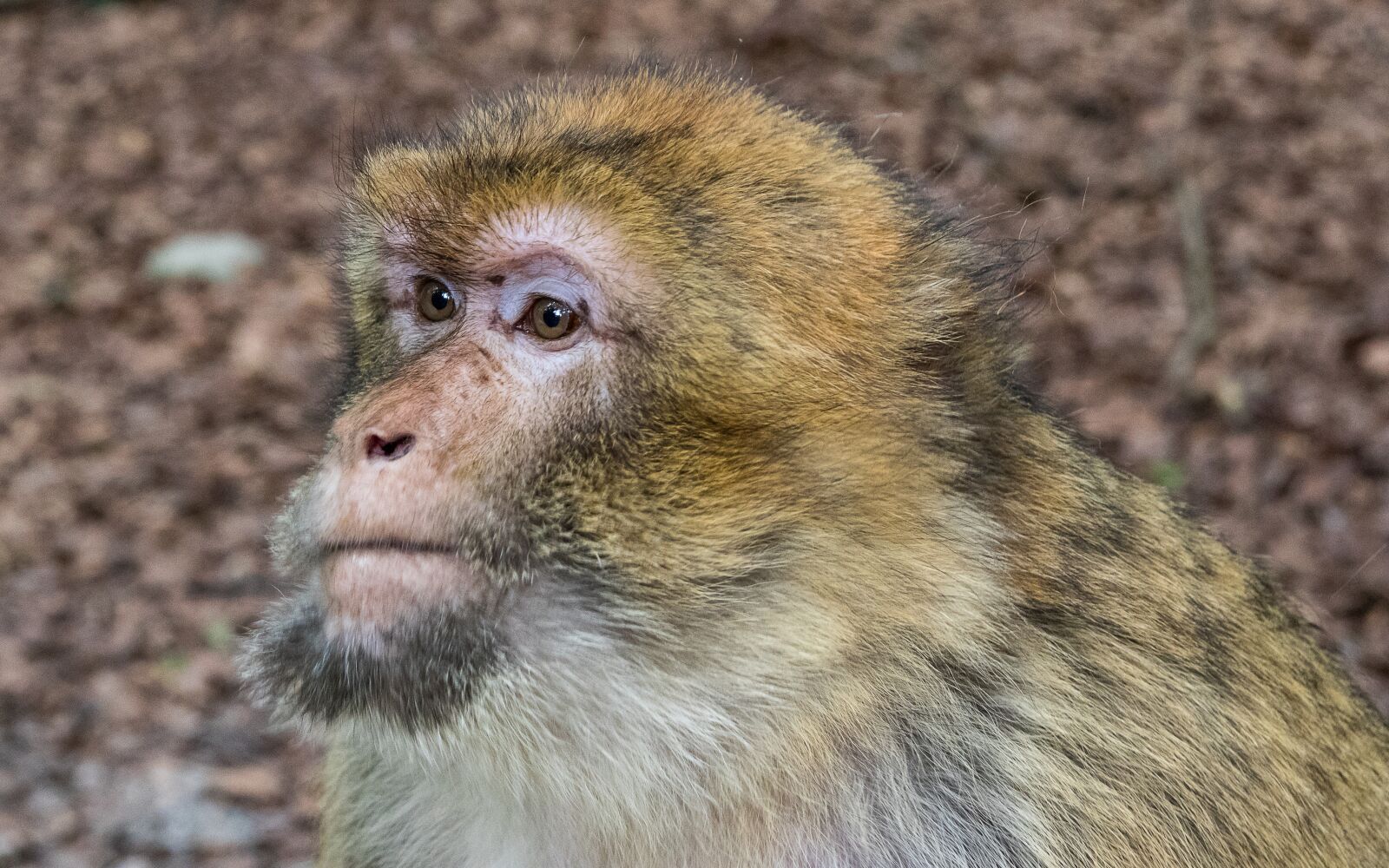 Canon EOS 80D sample photo. Barbary ape, monkey, primate photography