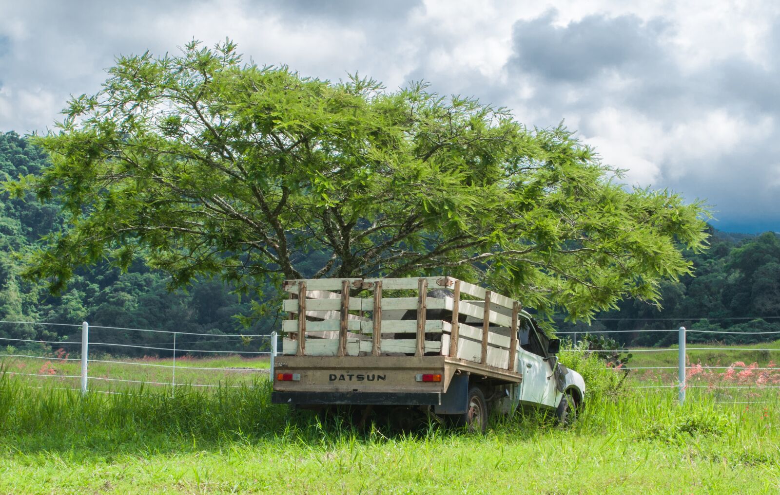 Nikon D5000 sample photo. Truck, tree, landscape photography