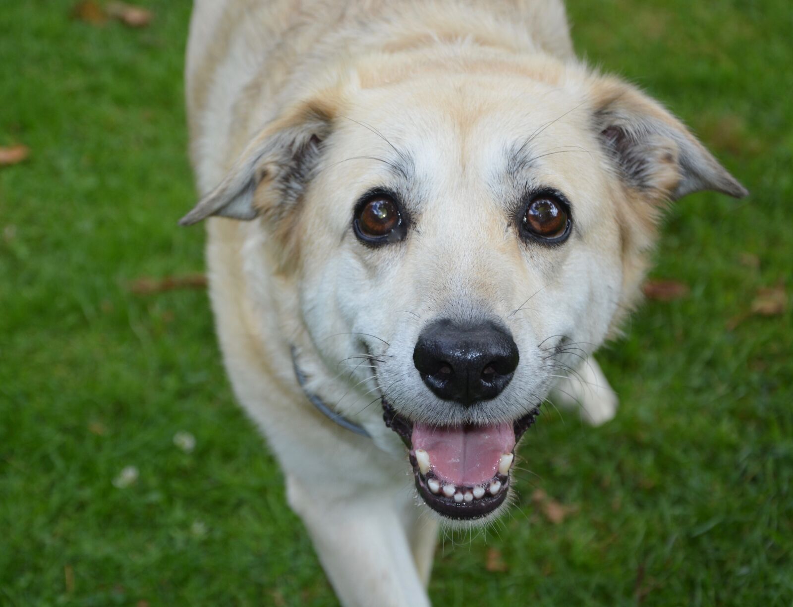 Nikon D5200 sample photo. Dog, bitch, domestic animal photography