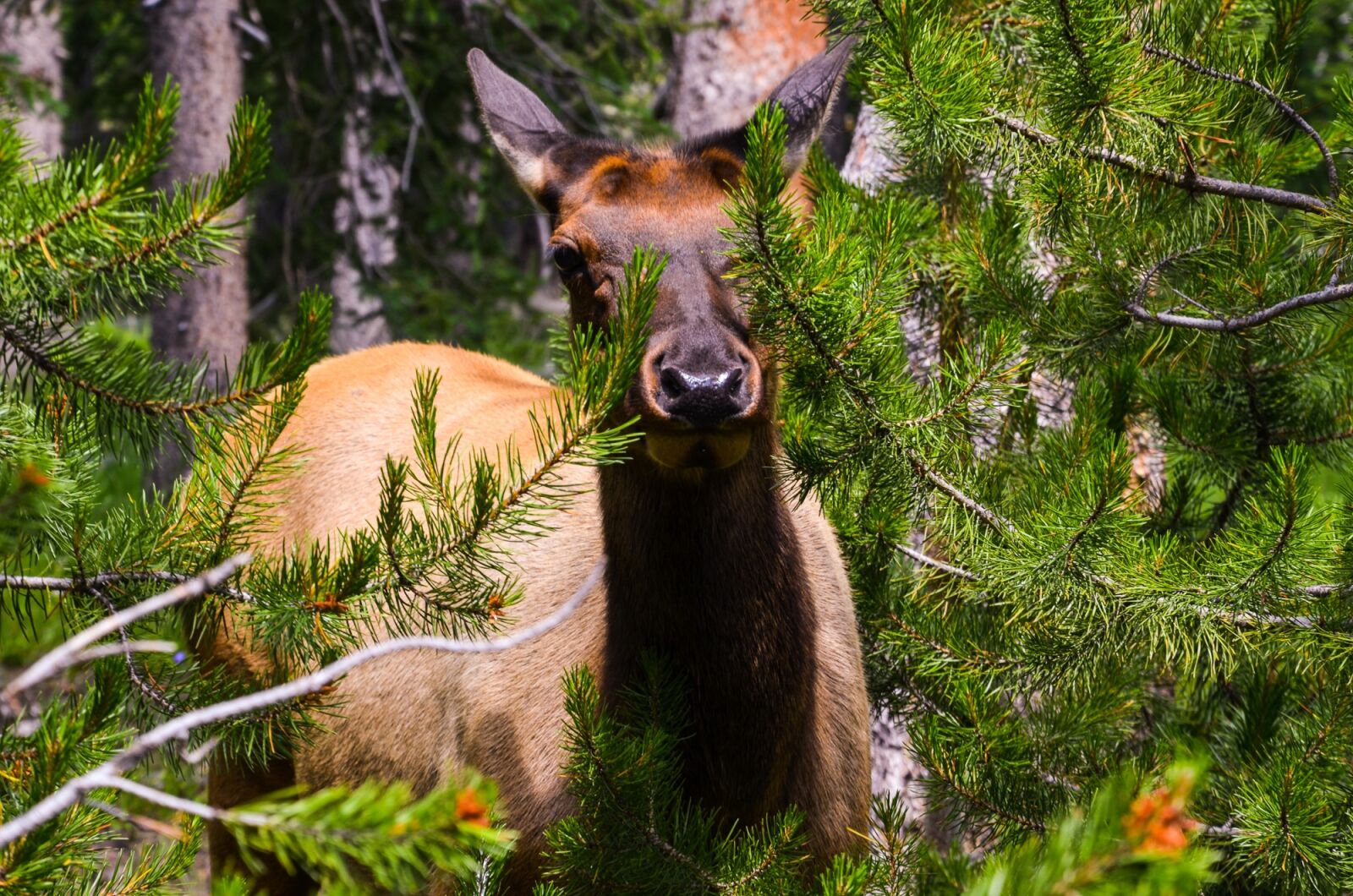 Nikon D5100 sample photo. Wyoming, usa, america photography