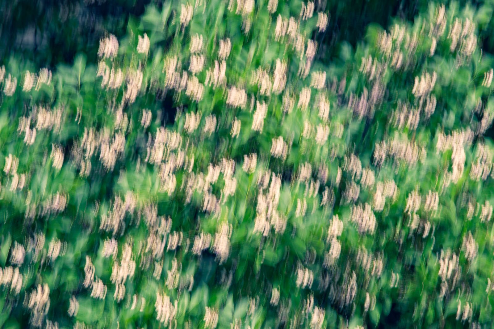 Nikon D3200 sample photo. Flowers, blossom, nature photography