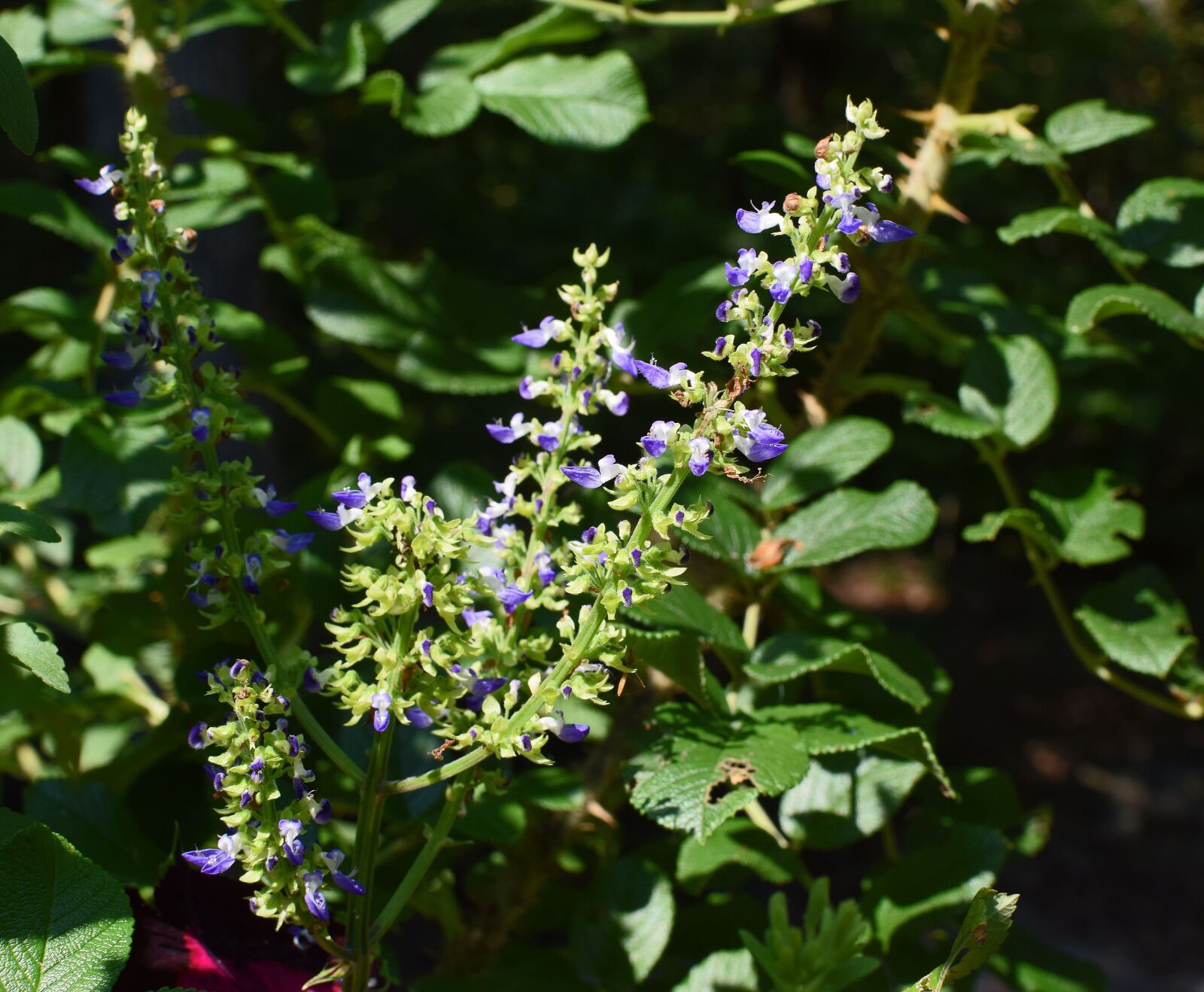 Nikon D3300 sample photo. Coleus, buds, flower photography