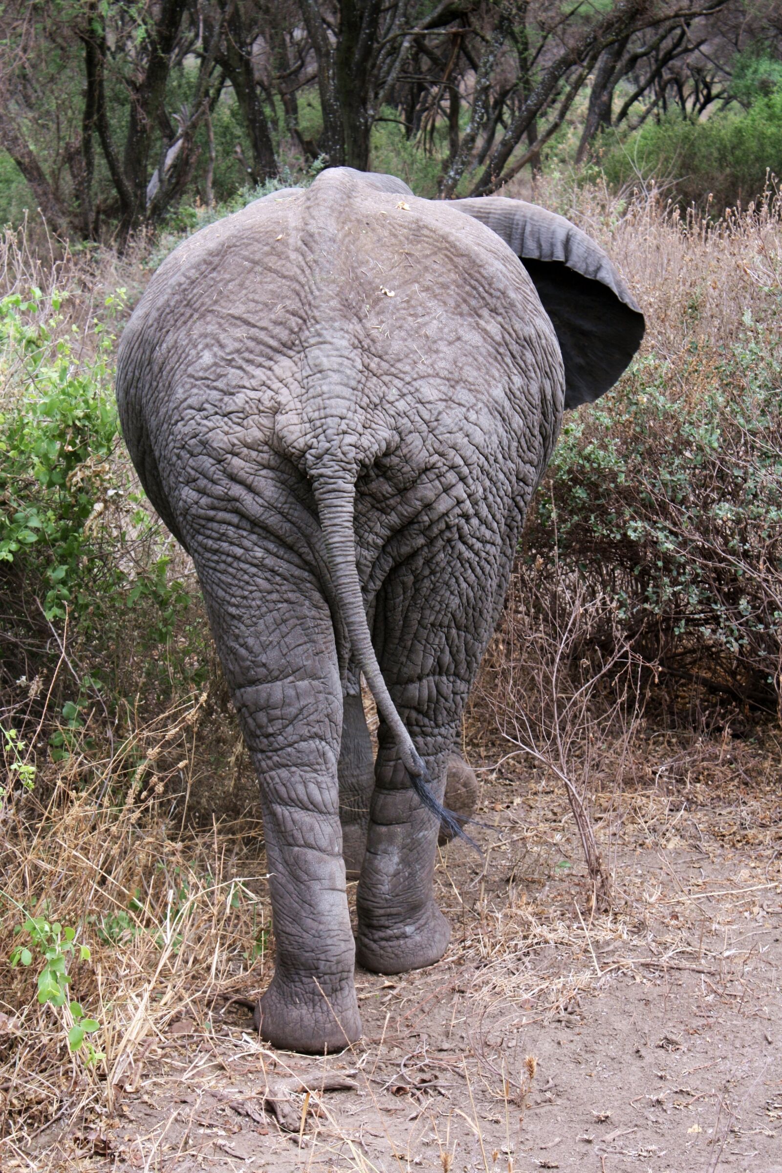 Canon EOS 450D (EOS Rebel XSi / EOS Kiss X2) sample photo. Elephant, safari, tanzania photography