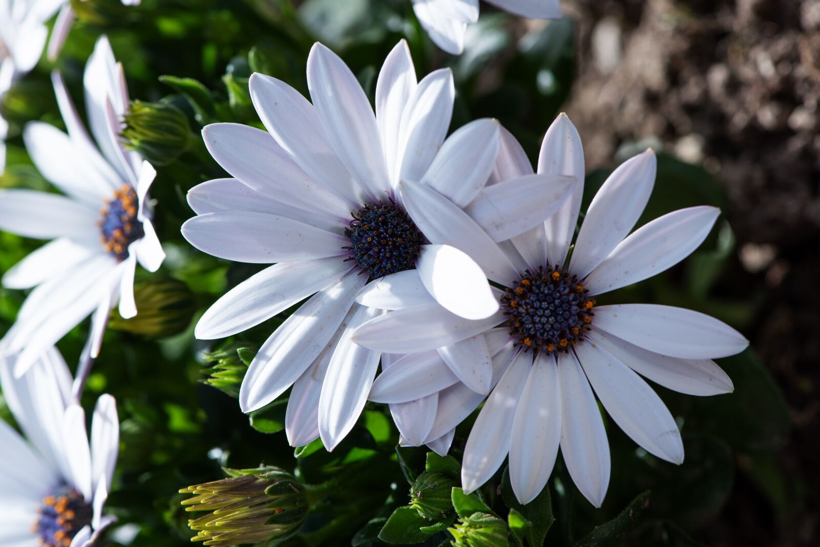 Nikon D750 sample photo. Cape daisy, white, flowers photography