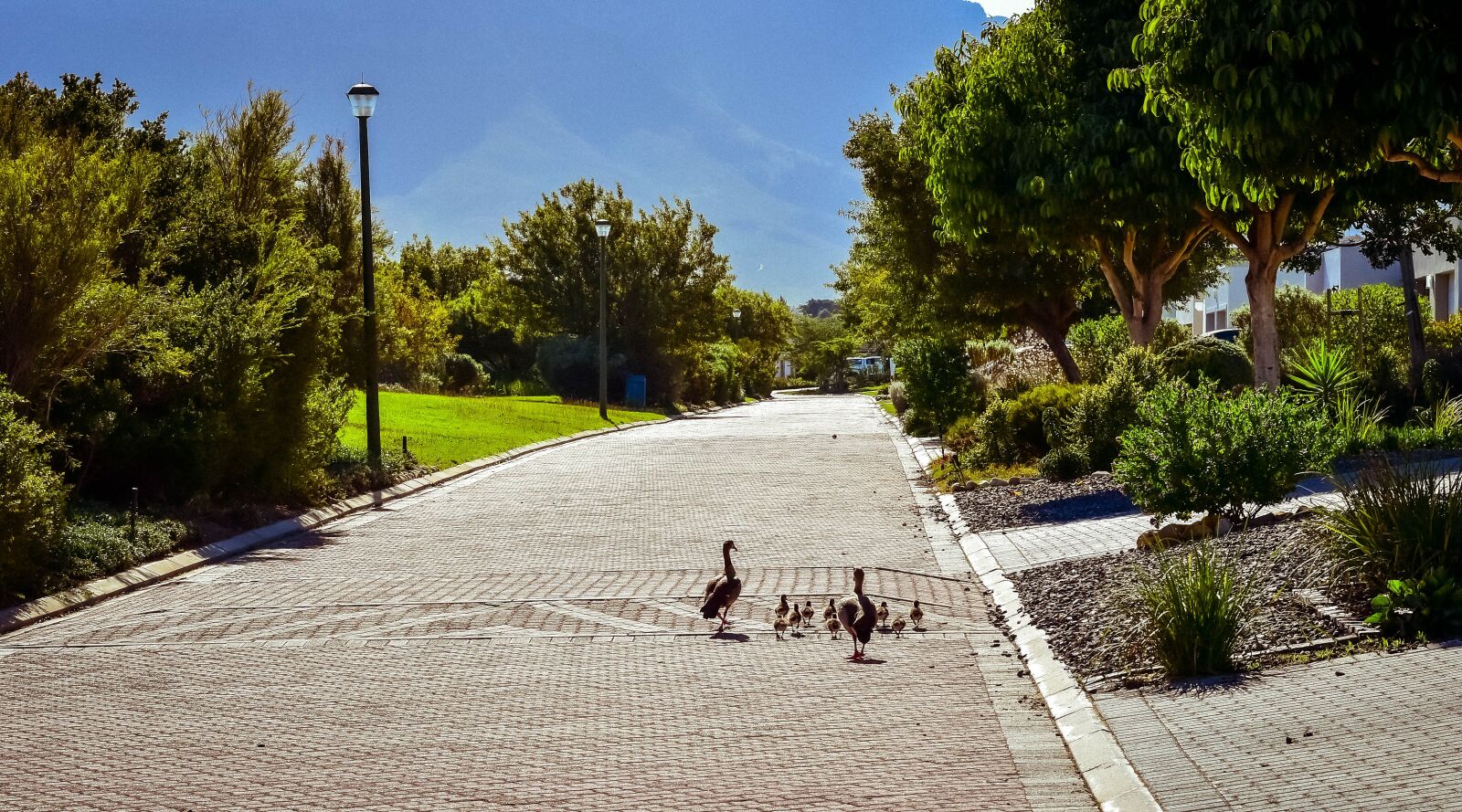 Nikon D5500 sample photo. Egyptian goose, goslings, family photography