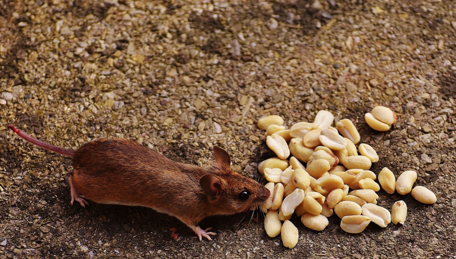 Nikon D7200 sample photo. Mouse, rodent, cute photography