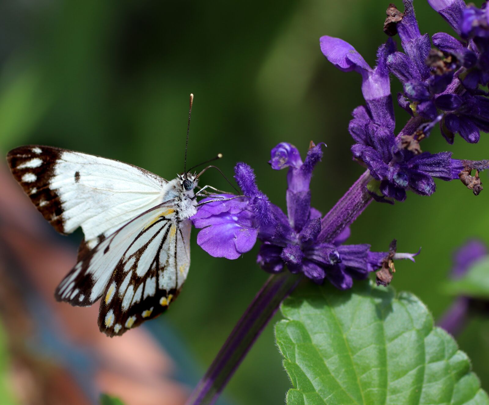 Tamron SP 90mm F2.8 Di VC USD 1:1 Macro sample photo. Butterfly, insect, nectar photography
