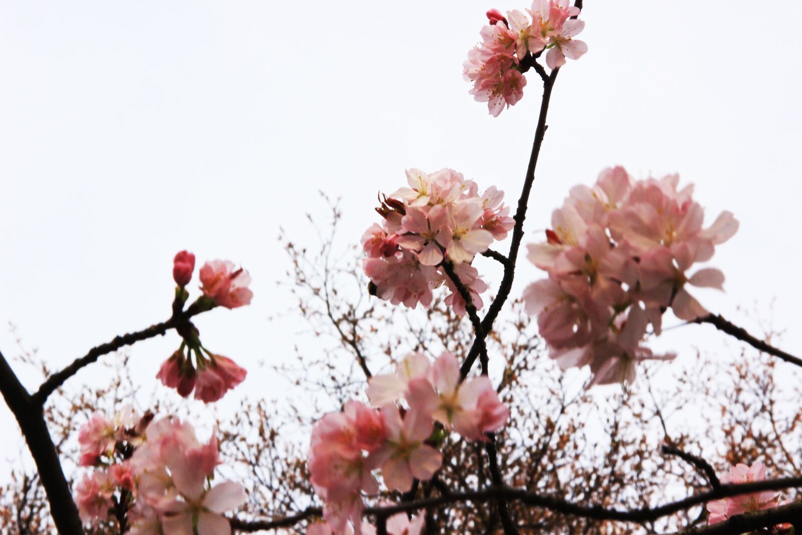 Canon EOS 600D (Rebel EOS T3i / EOS Kiss X5) sample photo. Cherry blossoms, sakura, cherry photography