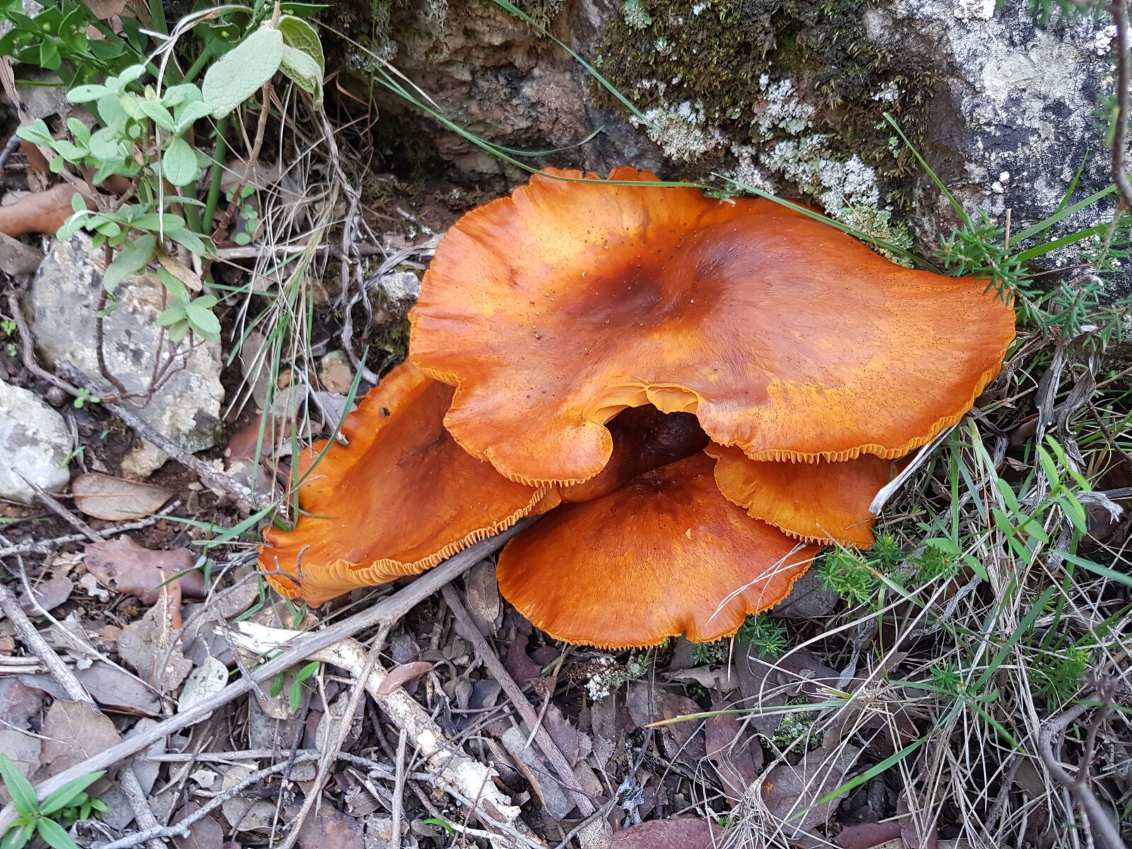 Samsung Galaxy S8 sample photo. Mushroom, forest, mushrooms photography