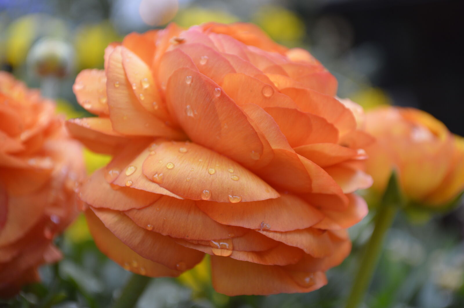 Nikon D3200 sample photo. Drops, flower, orange, spring photography