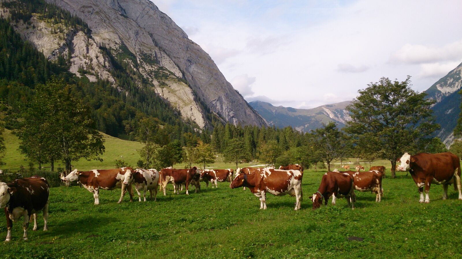 Sony Xperia Z sample photo. Cow, kühe, landschaft photography