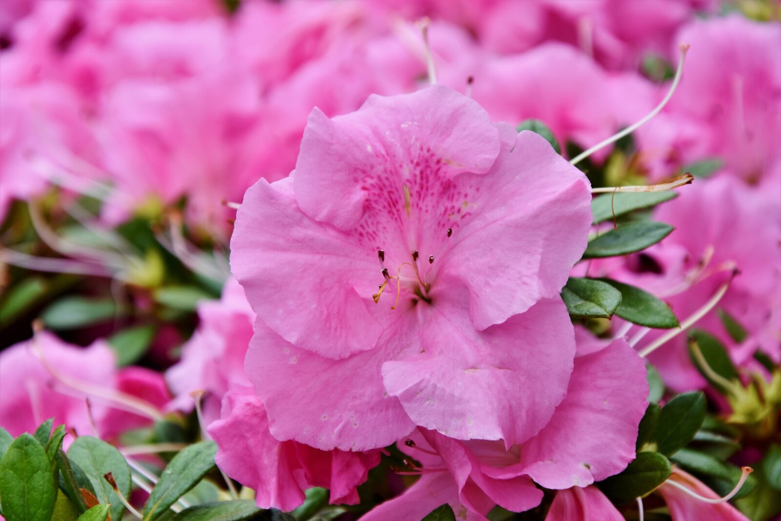 Nikon D7200 sample photo. Flower, blossom, bloom photography