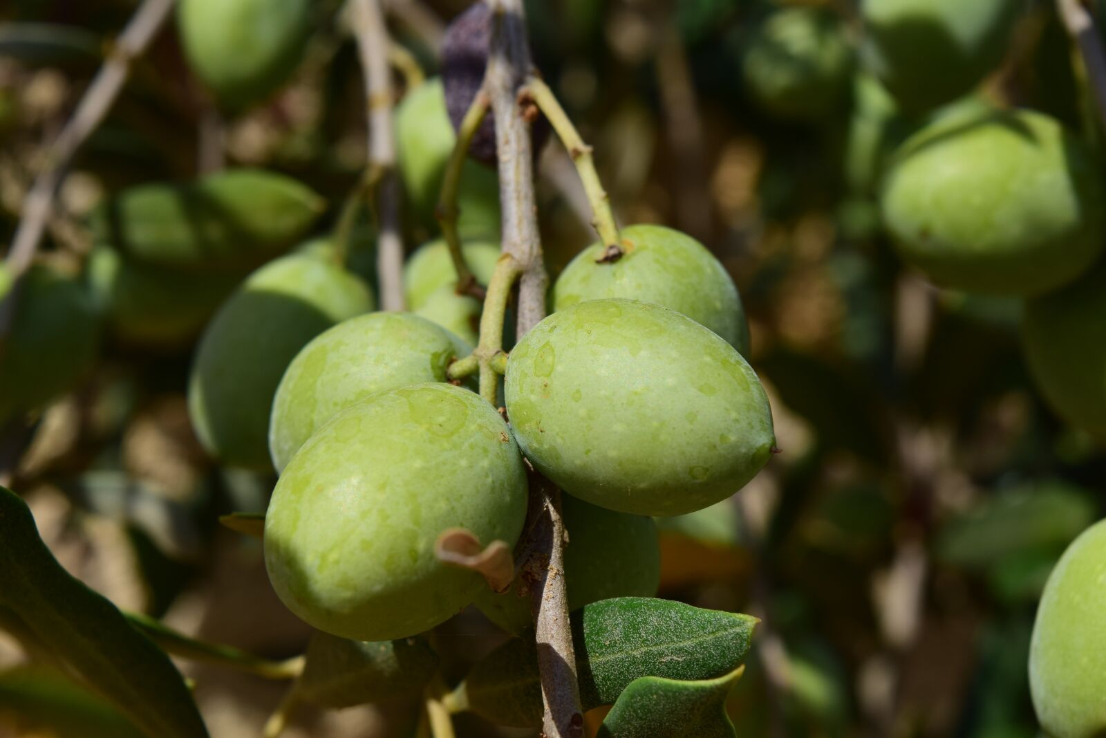 Nikon D3300 sample photo. Olives, olive branch, olive photography