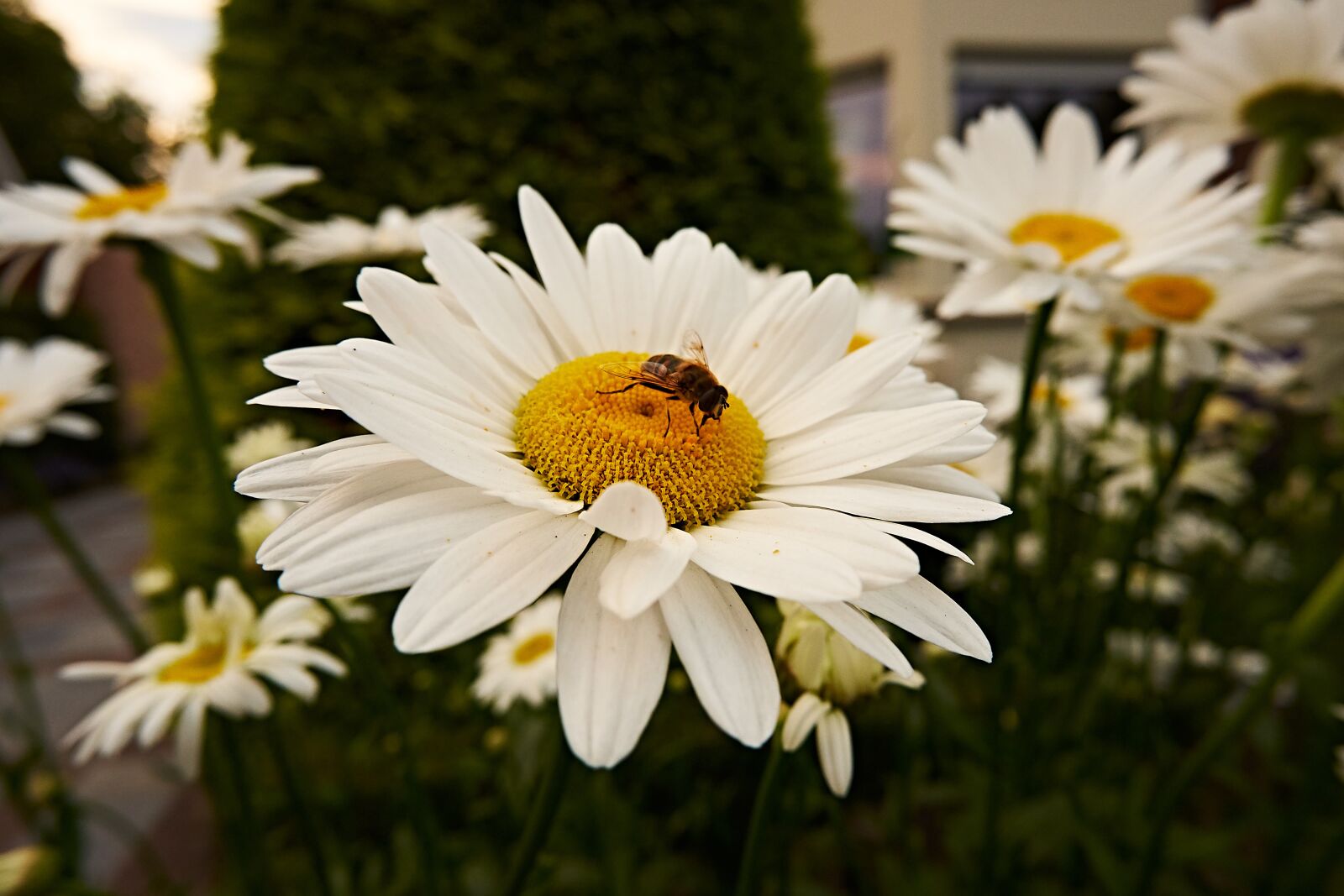 Fujifilm X-T100 sample photo. Bee, nature, flower photography
