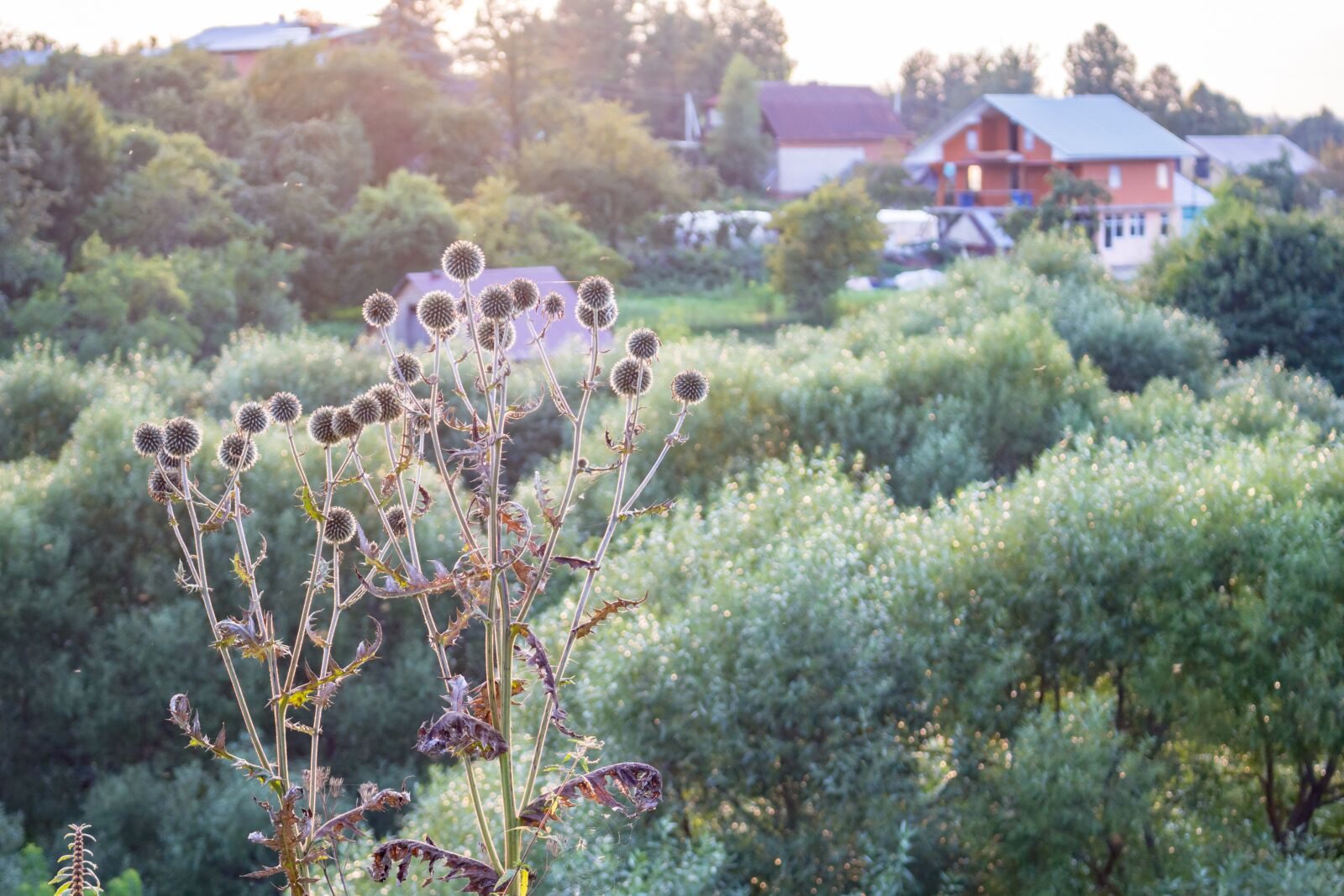 Canon EOS 100D (EOS Rebel SL1 / EOS Kiss X7) sample photo. Echinops, background, nature photography