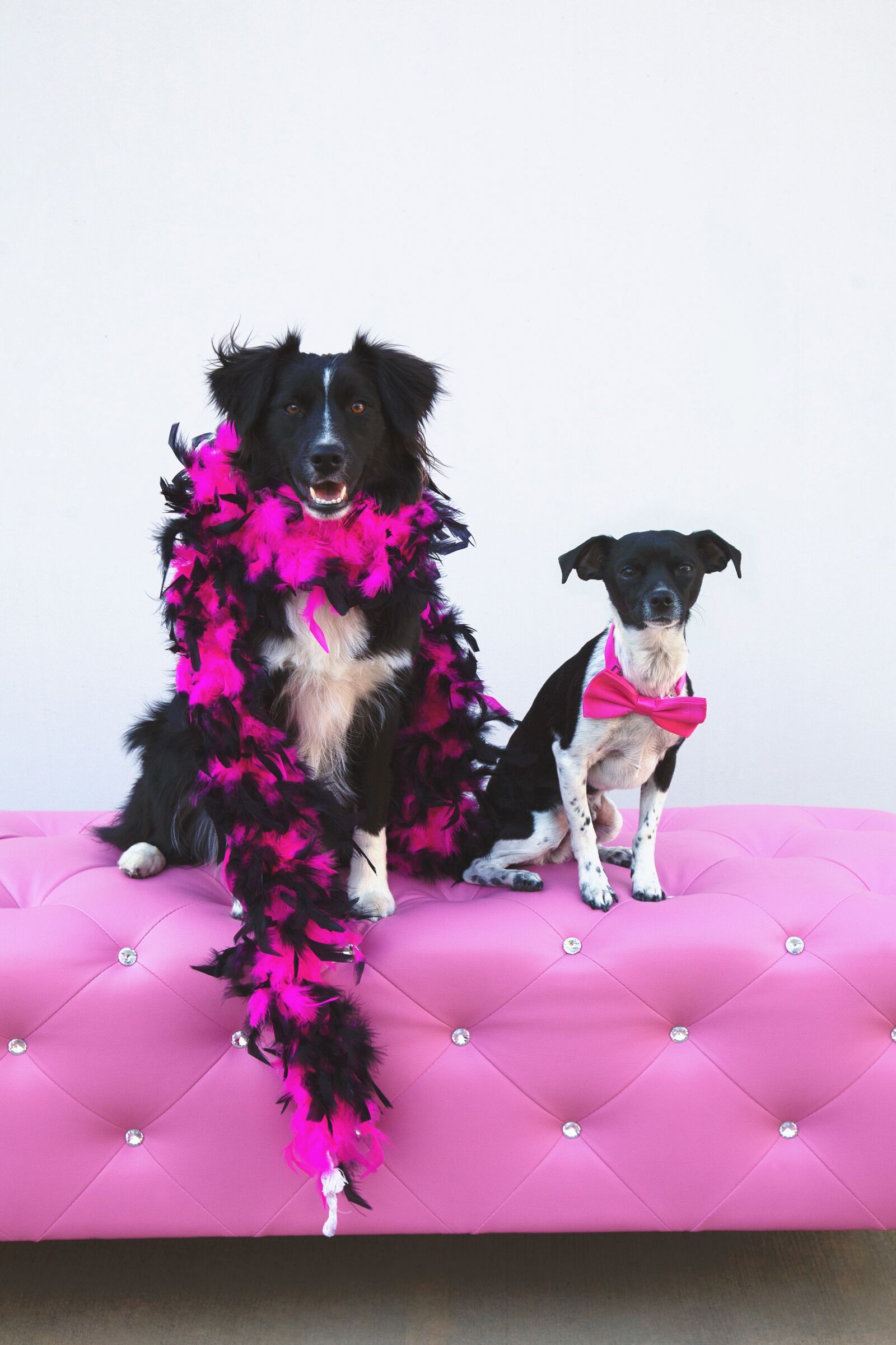 Canon EOS 5D Mark II + Canon EF 24-105mm F4L IS USM sample photo. Fancy, dogs, boa photography