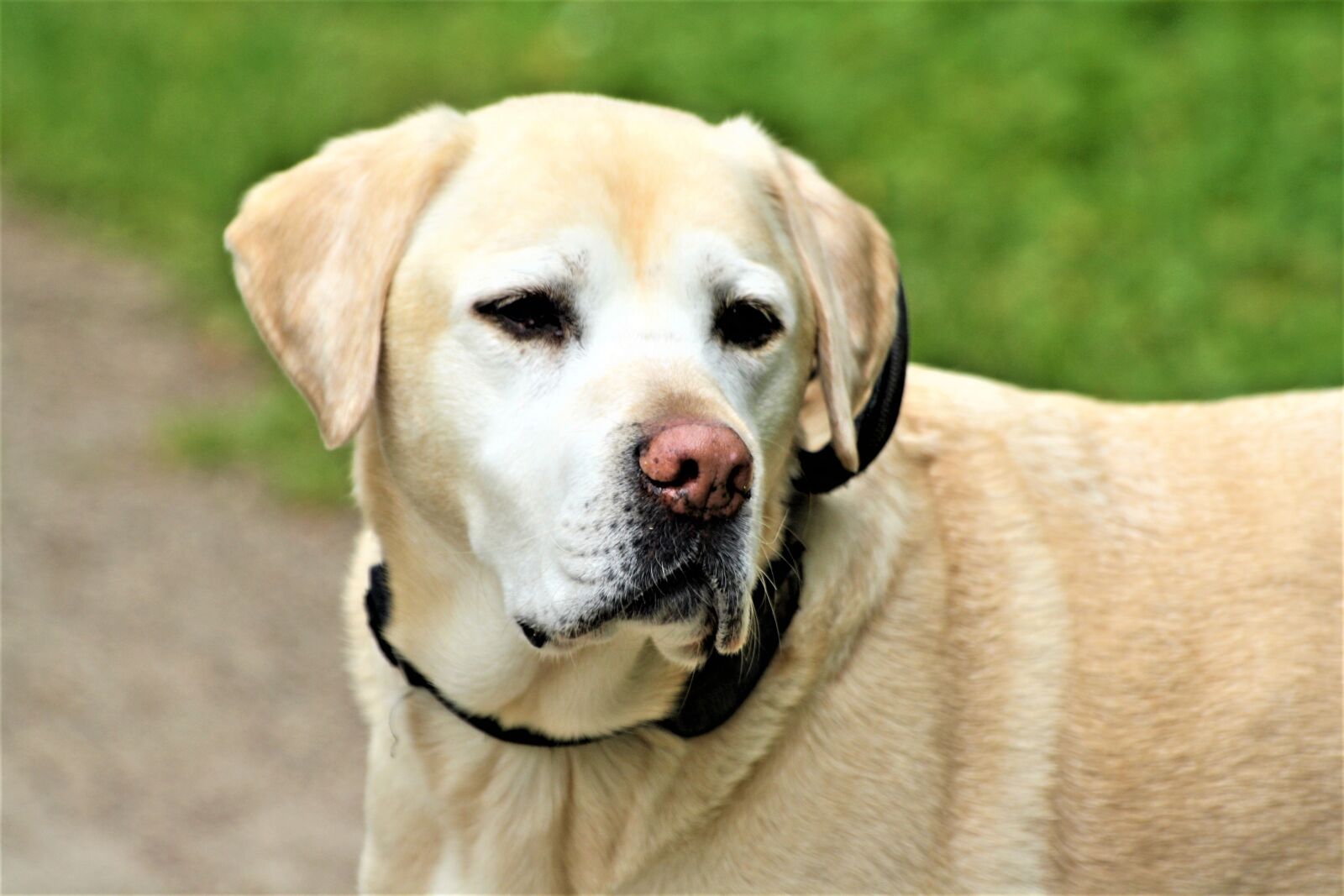 Canon EOS 1000D (EOS Digital Rebel XS / EOS Kiss F) sample photo. Animal, dog, portrait photography