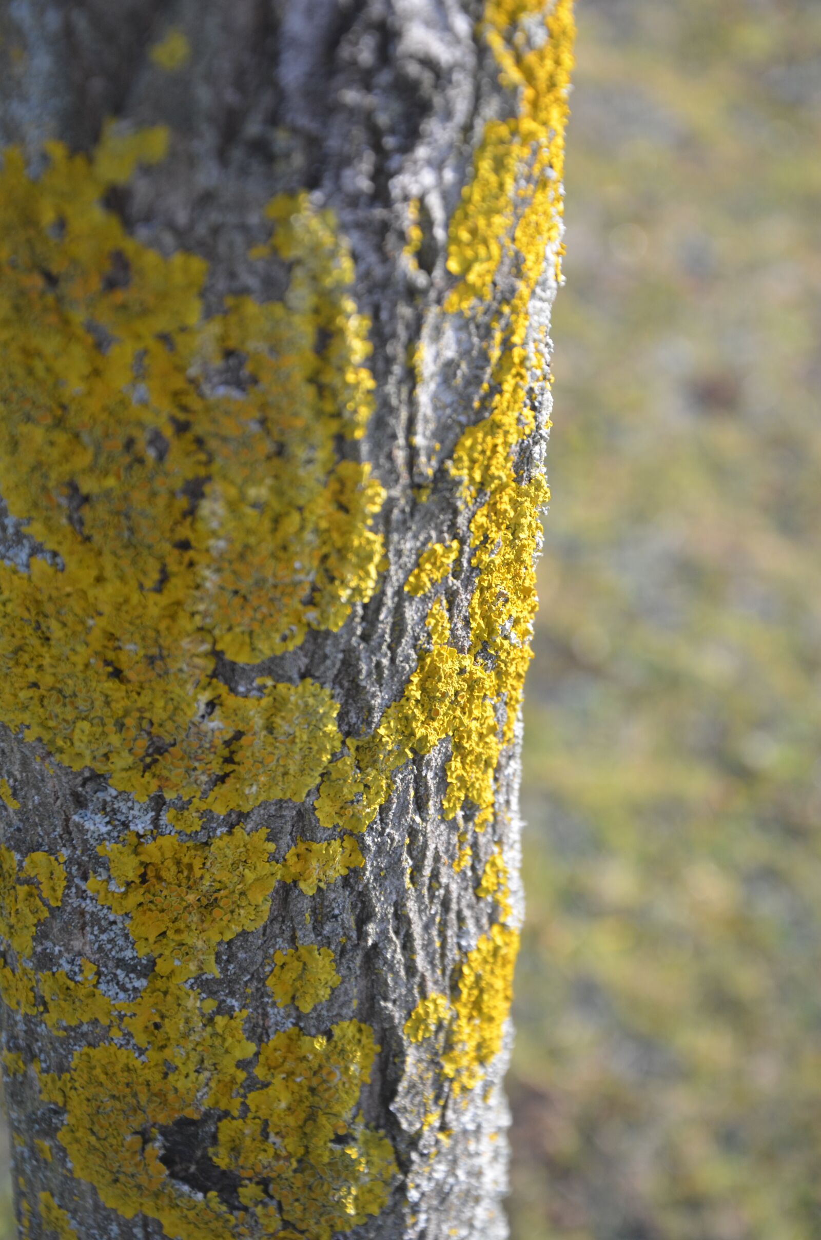 Nikon D5100 sample photo. Tree, nature, wood photography