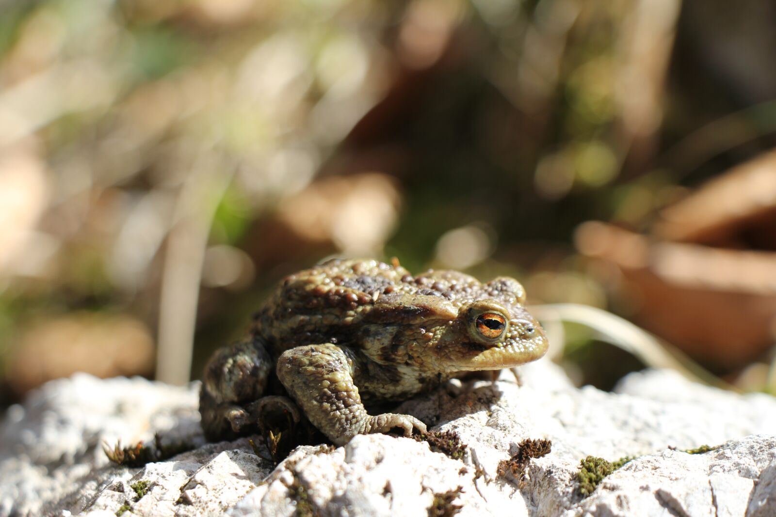 Canon EOS 550D (EOS Rebel T2i / EOS Kiss X4) sample photo. Frog, nature, green photography