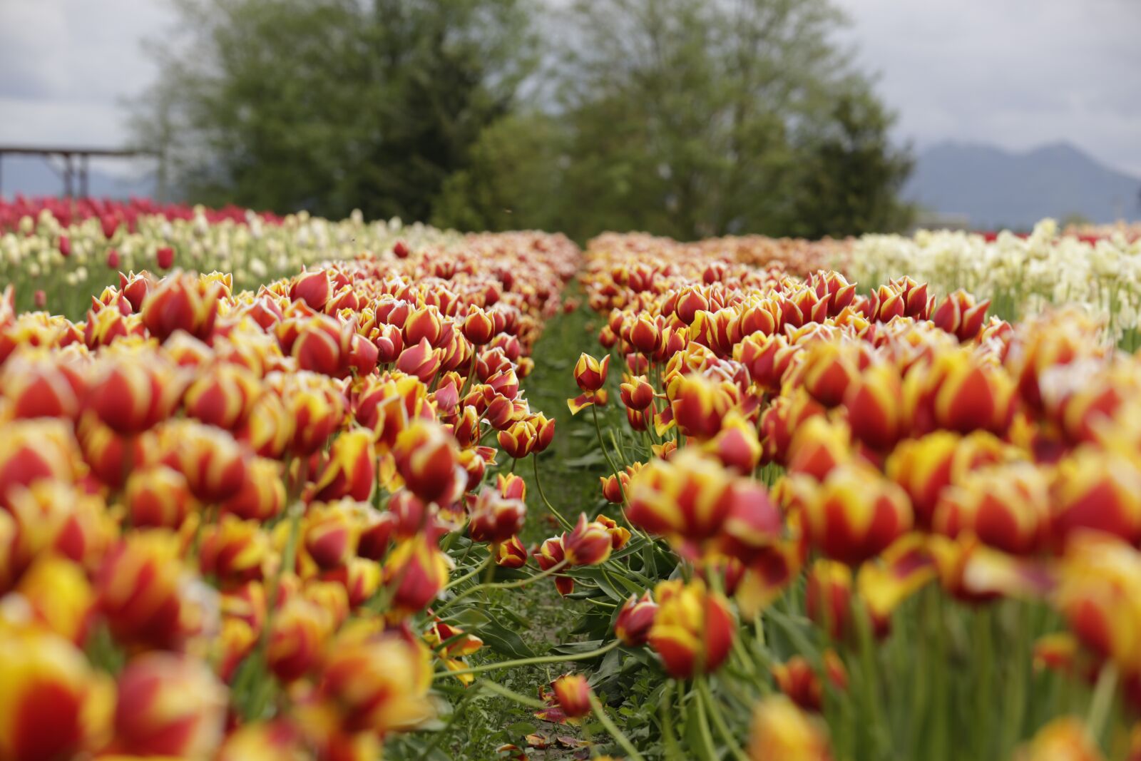 Canon EF 70-200mm F2.8L IS II USM sample photo. Tulips, orange, red photography