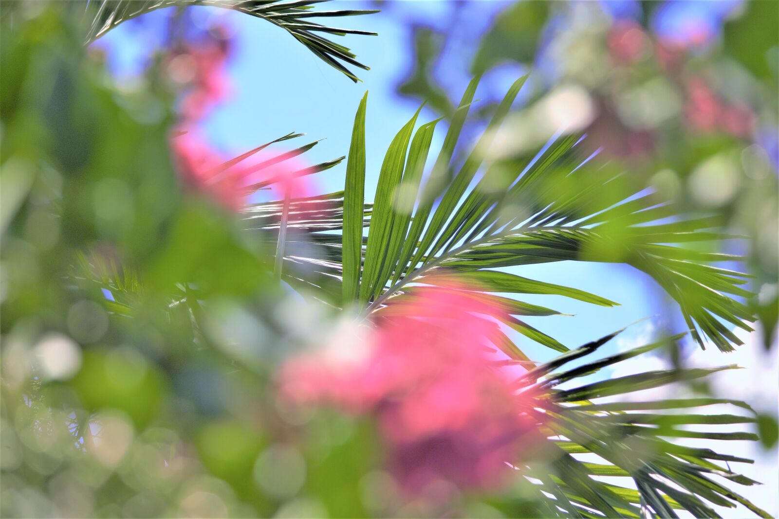 Nikon D7100 sample photo. Floral scene, palm, frond photography