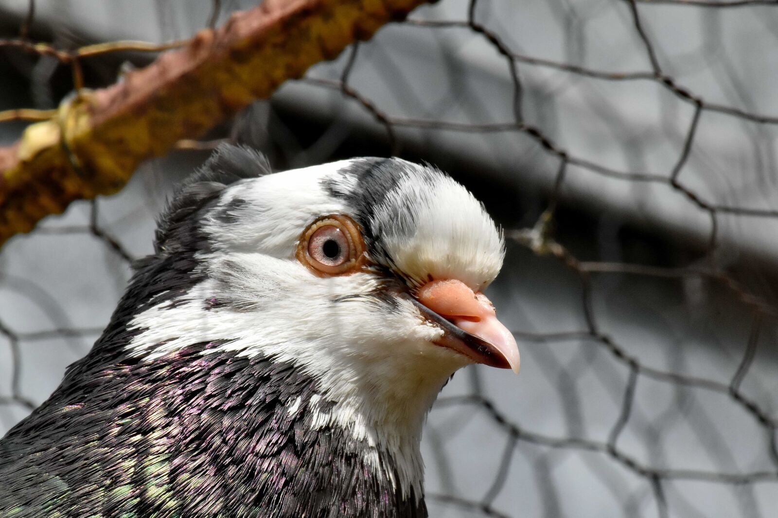Nikon D5500 sample photo. Beak, cage, detail, eye photography