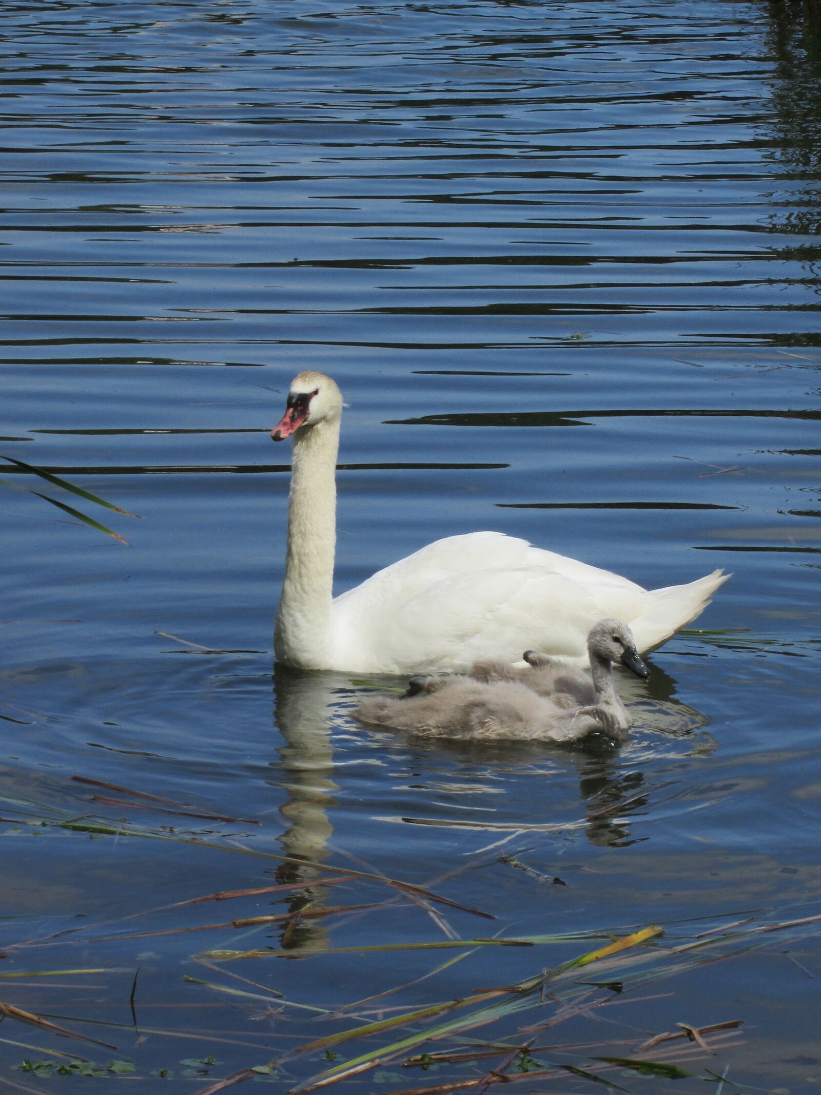 Canon PowerShot A2500 sample photo. Swan, cygnets, baby swan photography