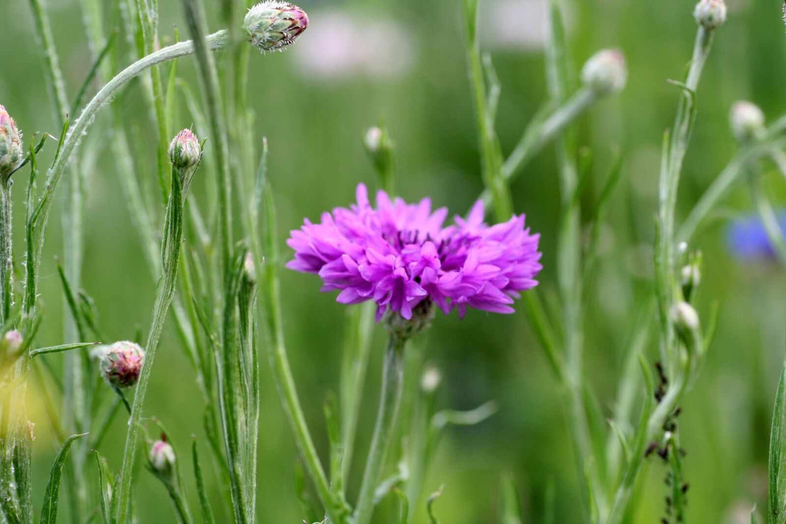 Canon EOS 350D (EOS Digital Rebel XT / EOS Kiss Digital N) sample photo. Flower, grass, flowering photography