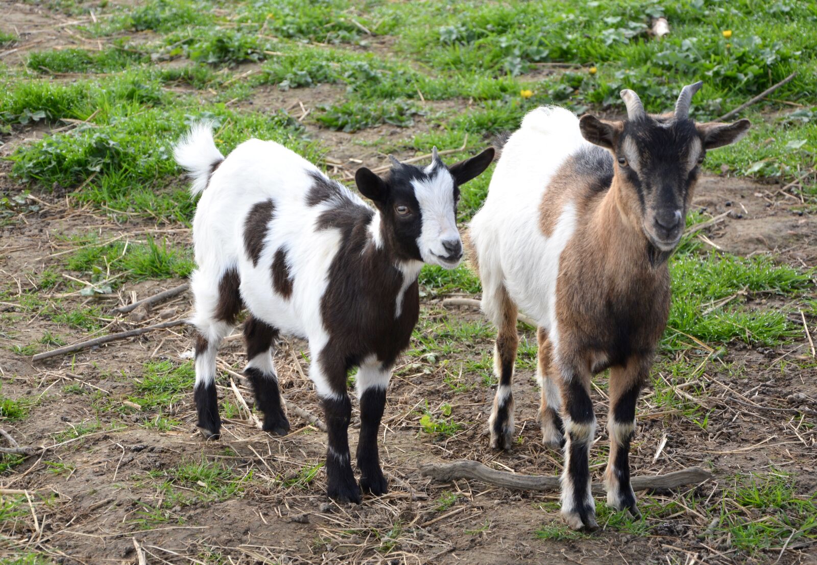 Nikon D5200 sample photo. Goat goats, dwarf, goat photography