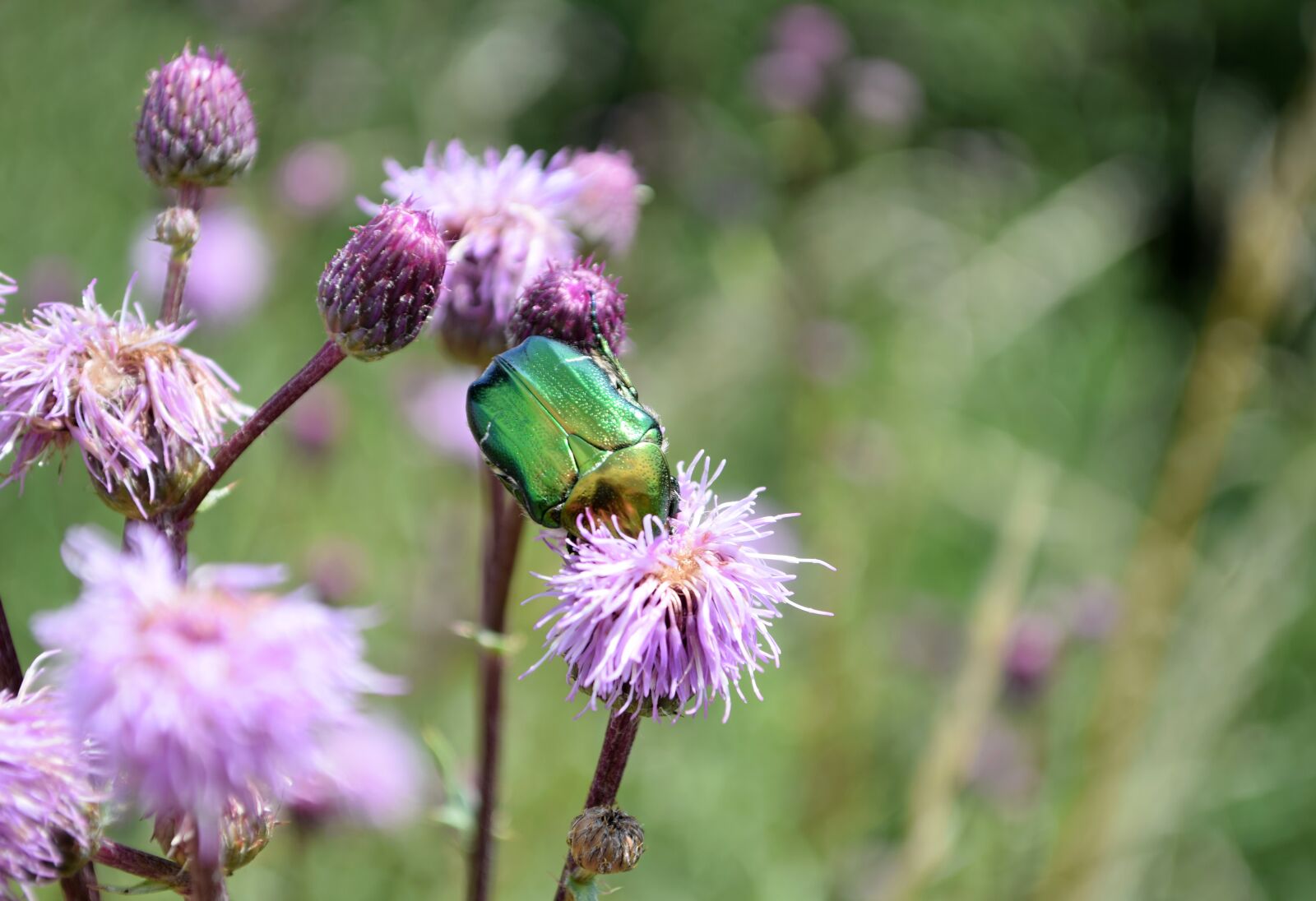 Nikon D5300 sample photo. Beetle, insects, nature photography