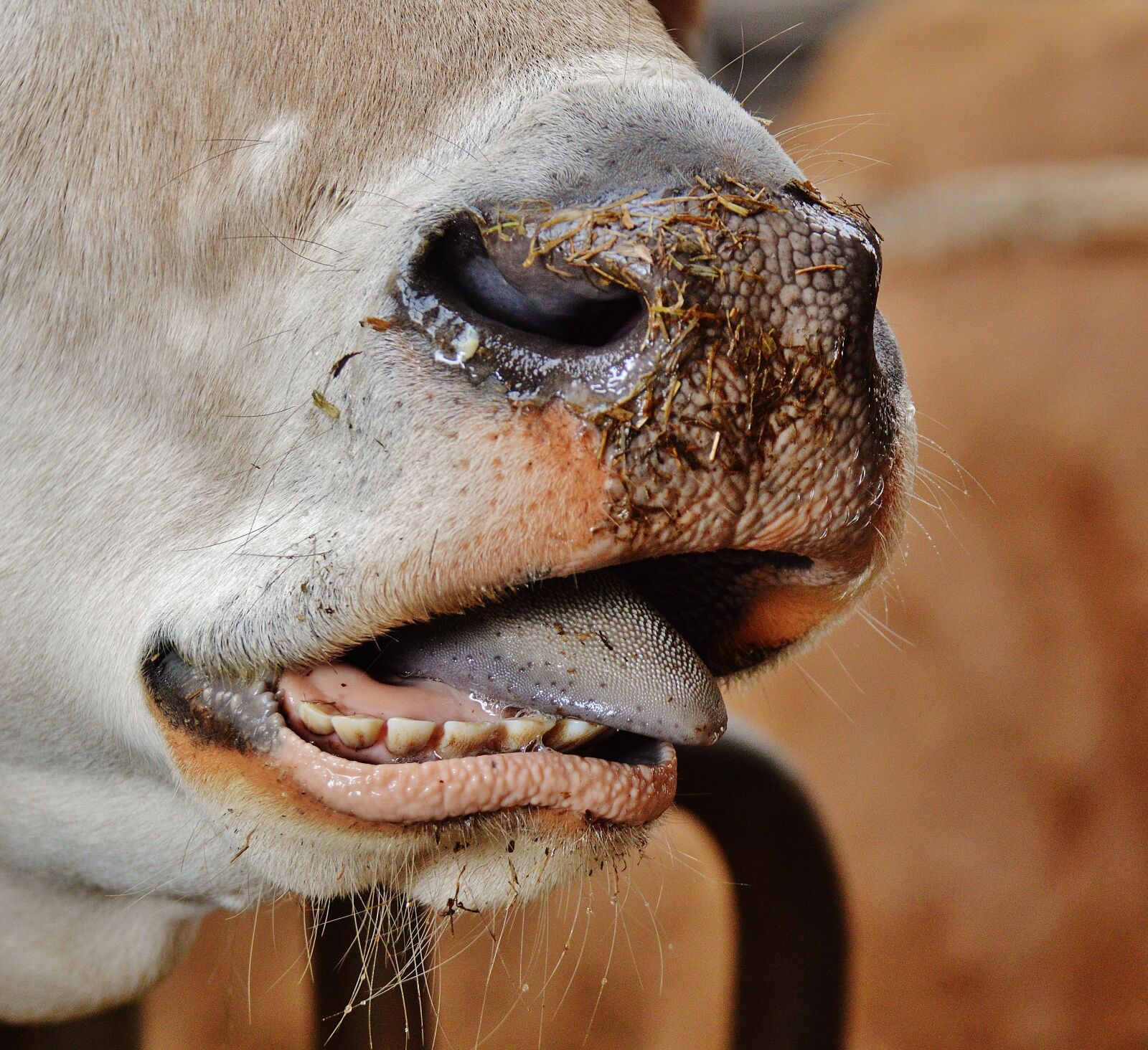Nikon D3200 sample photo. Cow, snout, nose photography