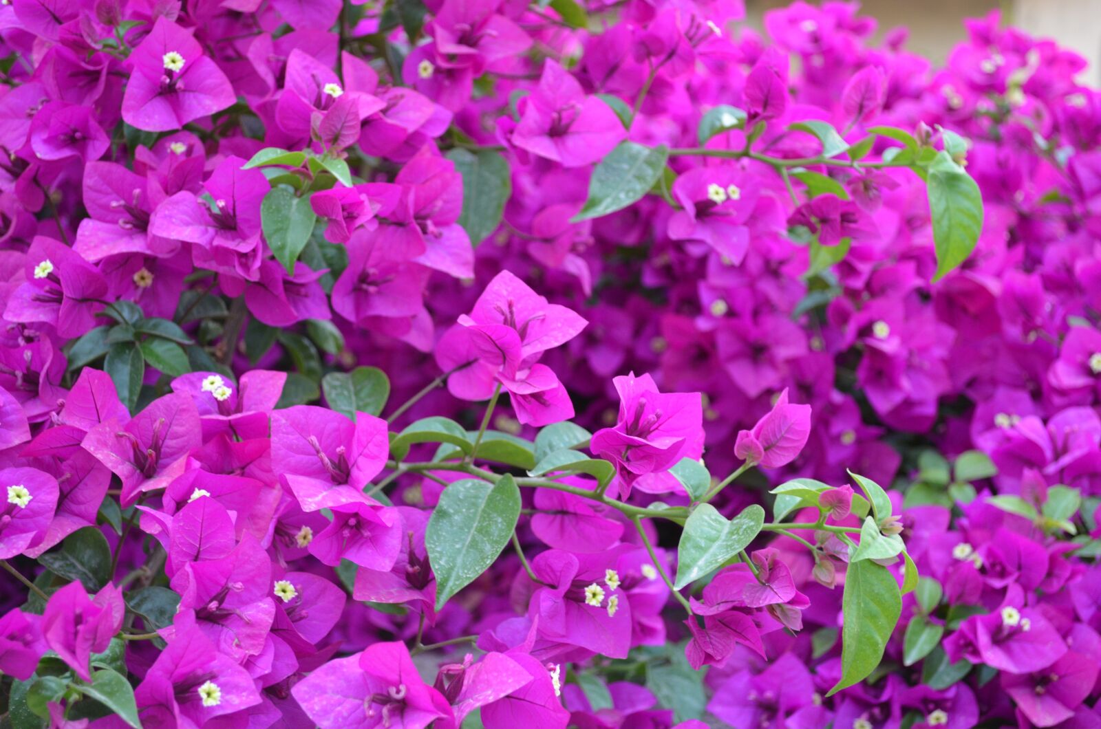 Nikon D5100 sample photo. Purple, flower, garden photography