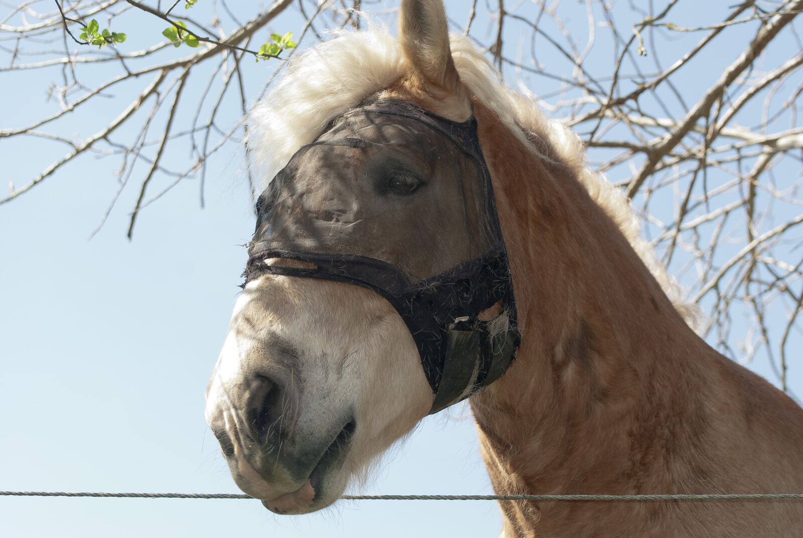 Nikon D80 sample photo. Farm horse, draft horse photography