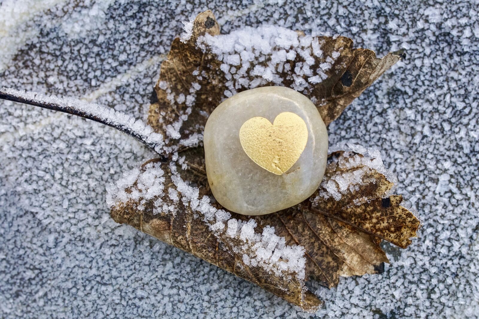 Sony ILCA-77M2 sample photo. Hoarfrost, stone, leaf photography