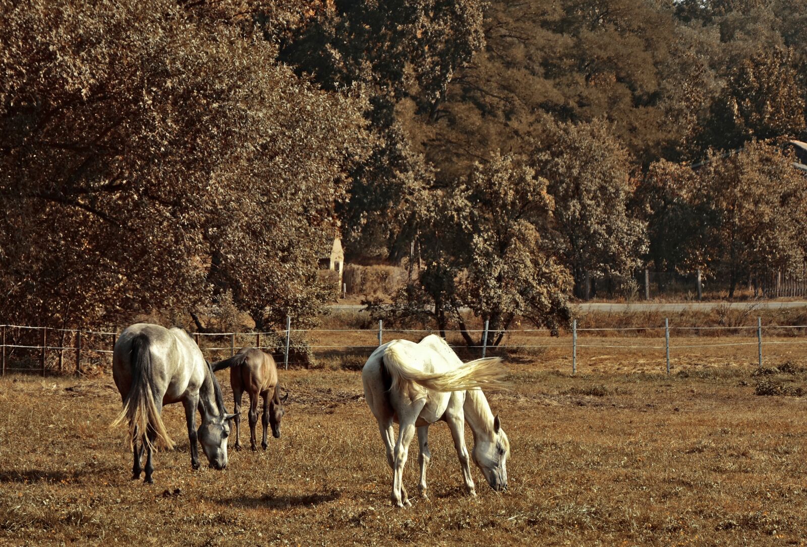 Nikon D5600 sample photo. Horses, animals, animal world photography