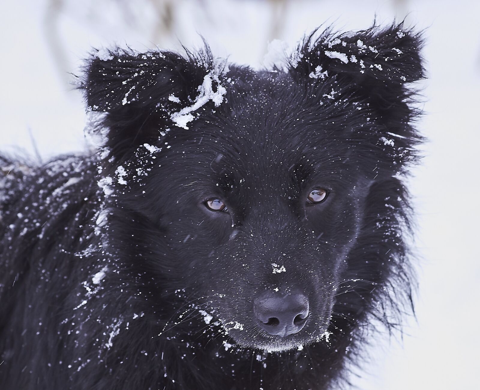 Canon EF 135mm F2L USM sample photo. Dog, snow, black photography