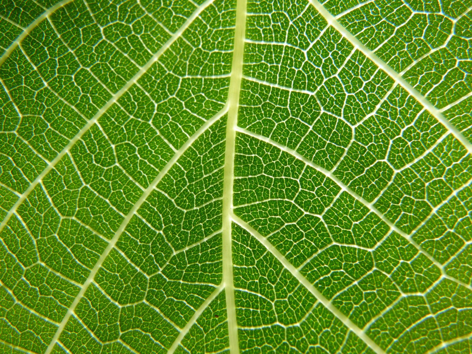 Panasonic DMC-FZ62 sample photo. Leaf, nerves, detail photography