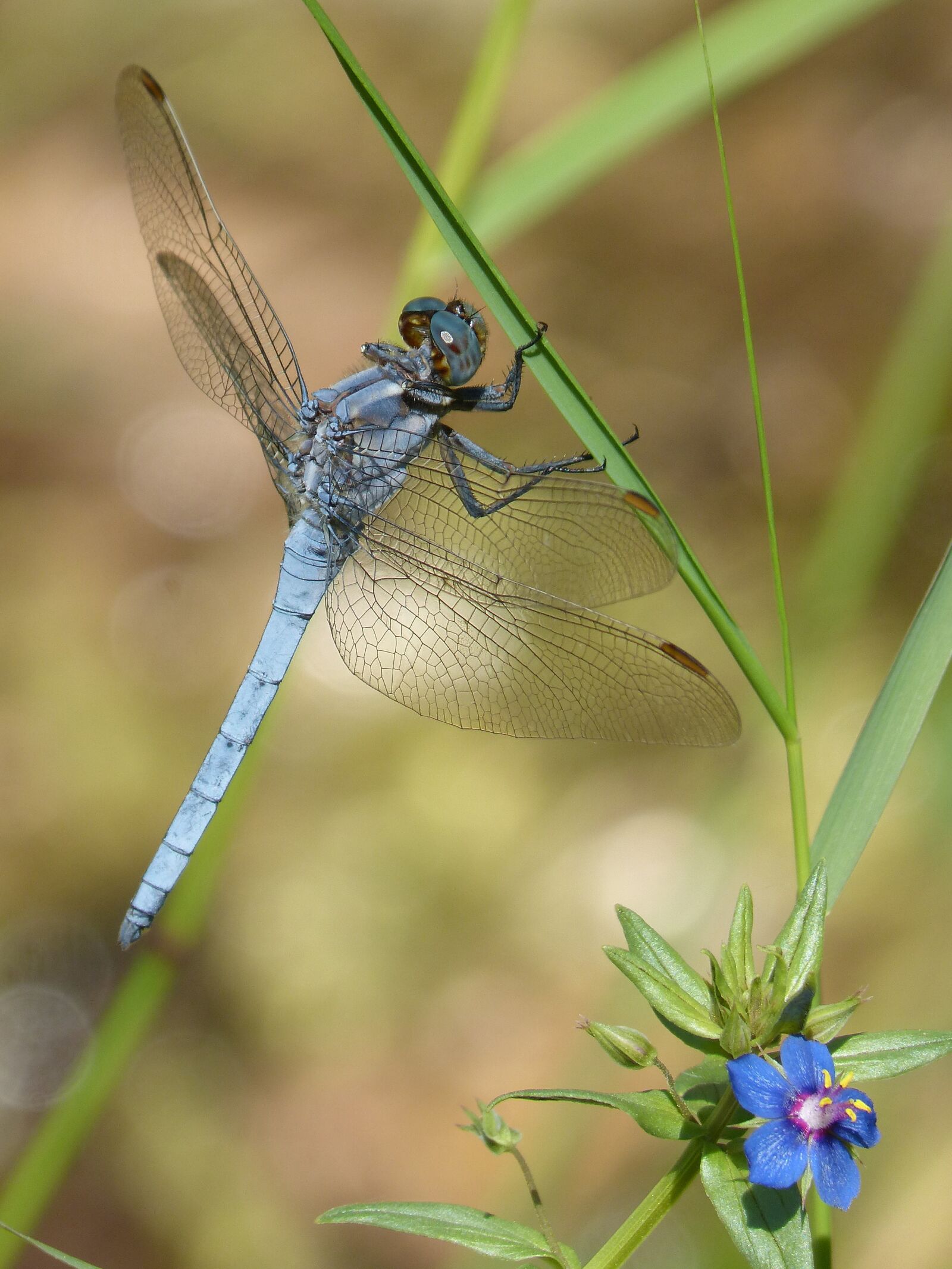 Panasonic DMC-FZ62 sample photo. Dragonfly, orthetrum brunneum, blue photography