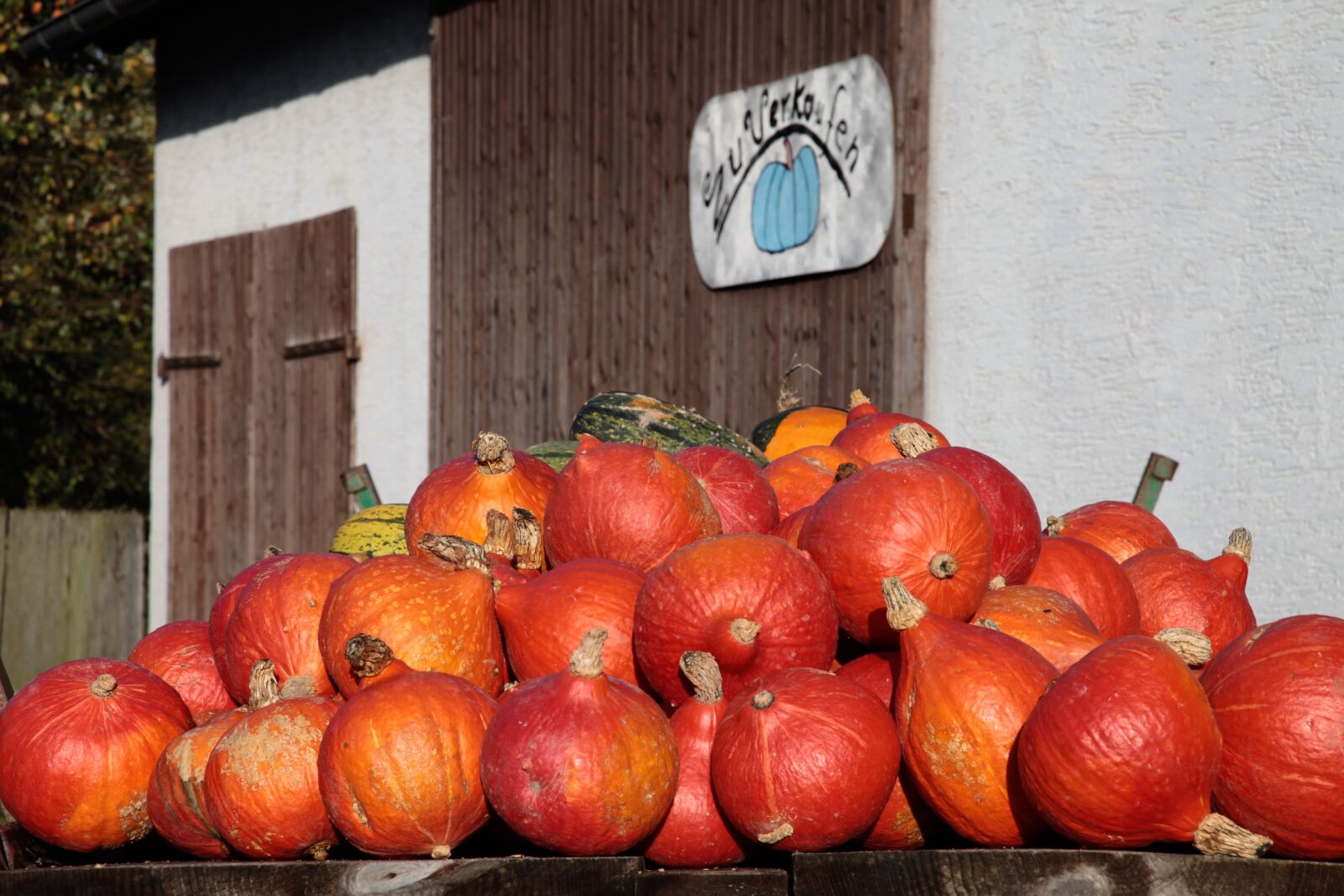 Canon EOS 5D Mark II sample photo. Pumpkin, harvest, autumn photography