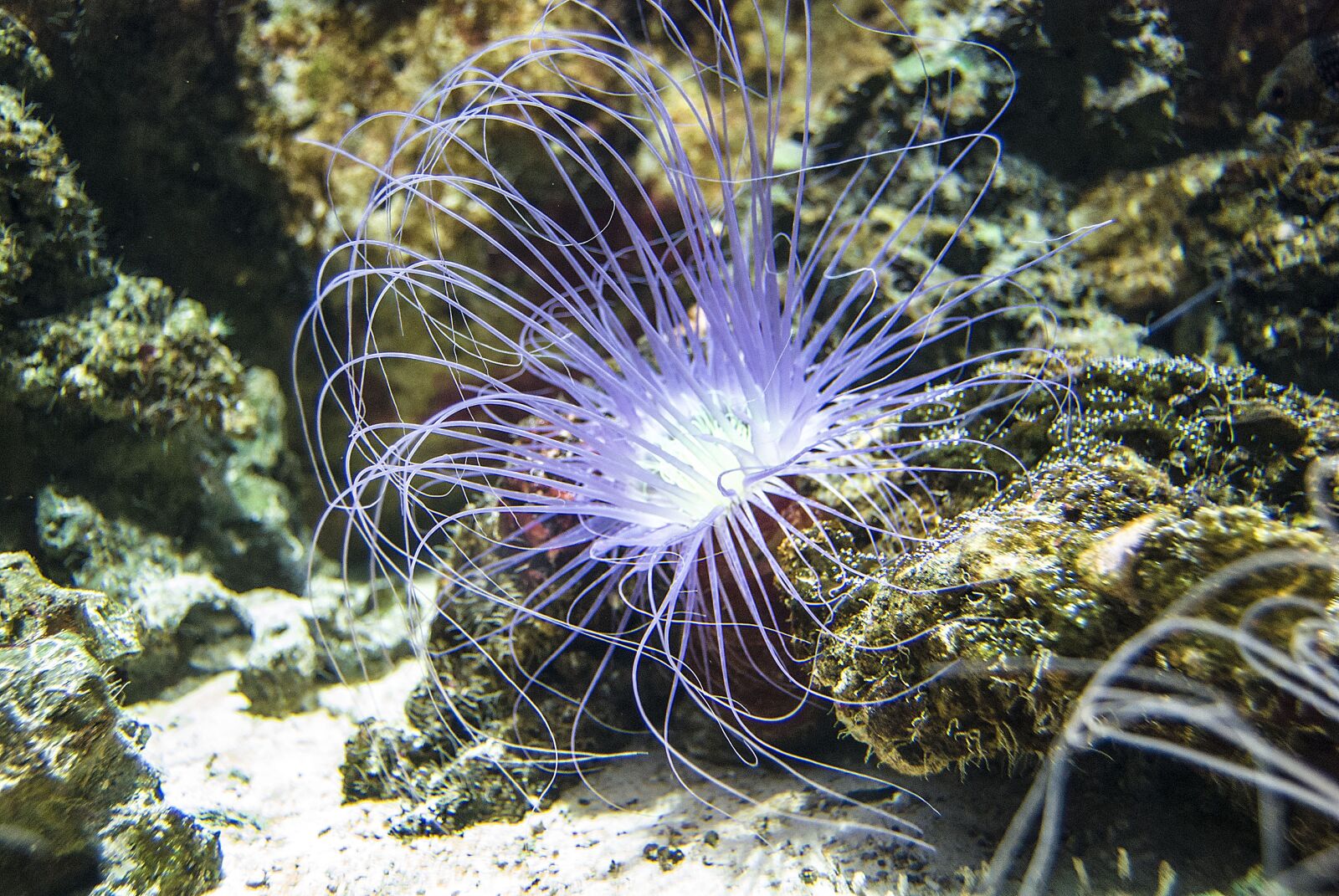 Nikon D40X sample photo. Fish, salt water, animal photography