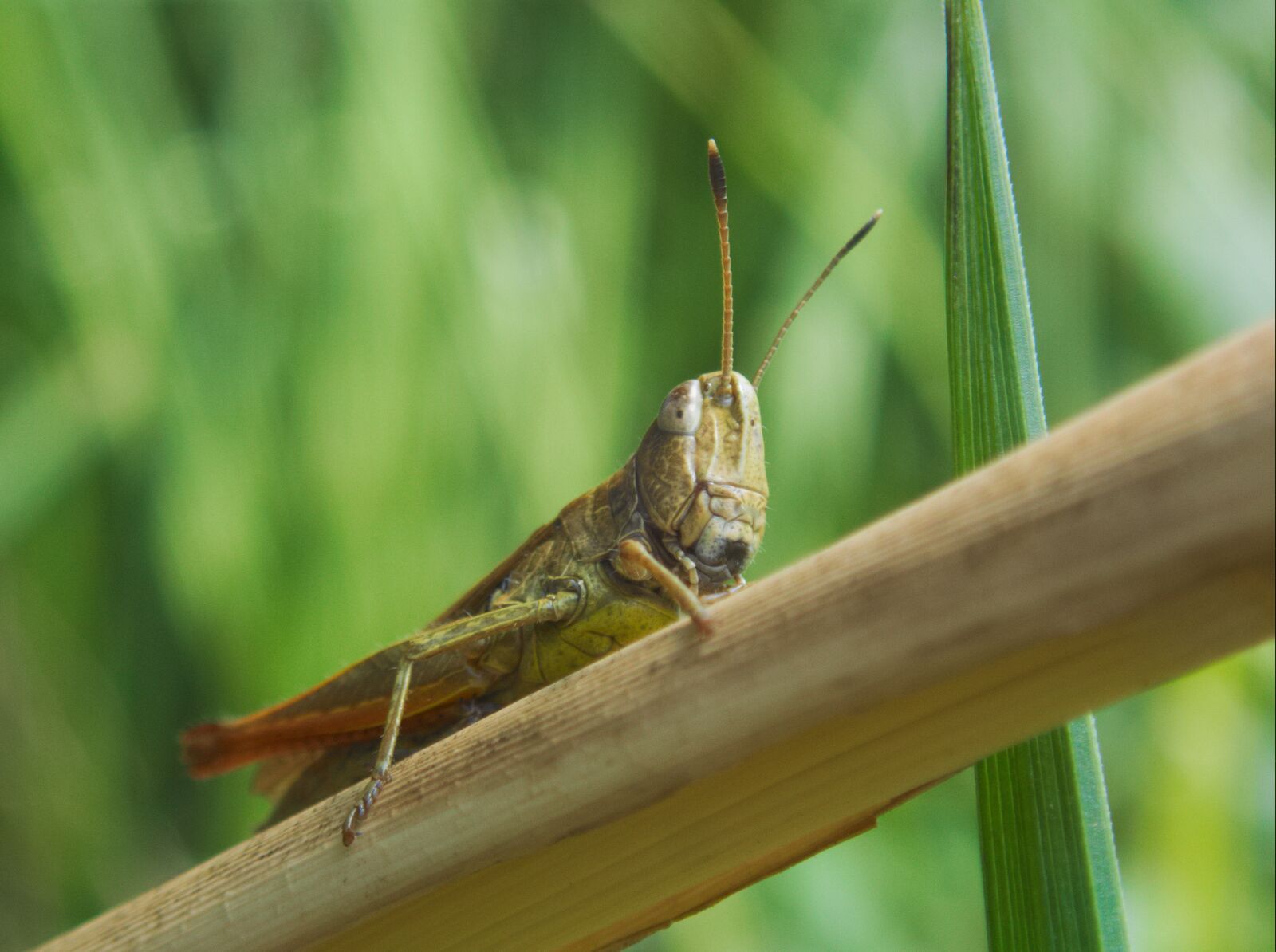 Olympus TG-5 sample photo. Grasshopper, insect, close up photography