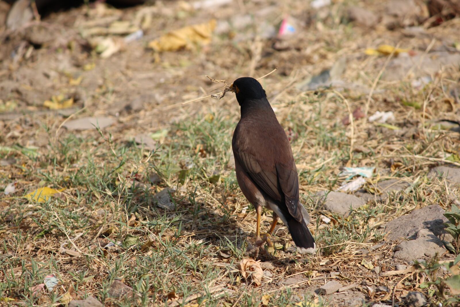 Canon EF-S 55-250mm F4-5.6 IS II sample photo. Birds, punjab, patiala photography