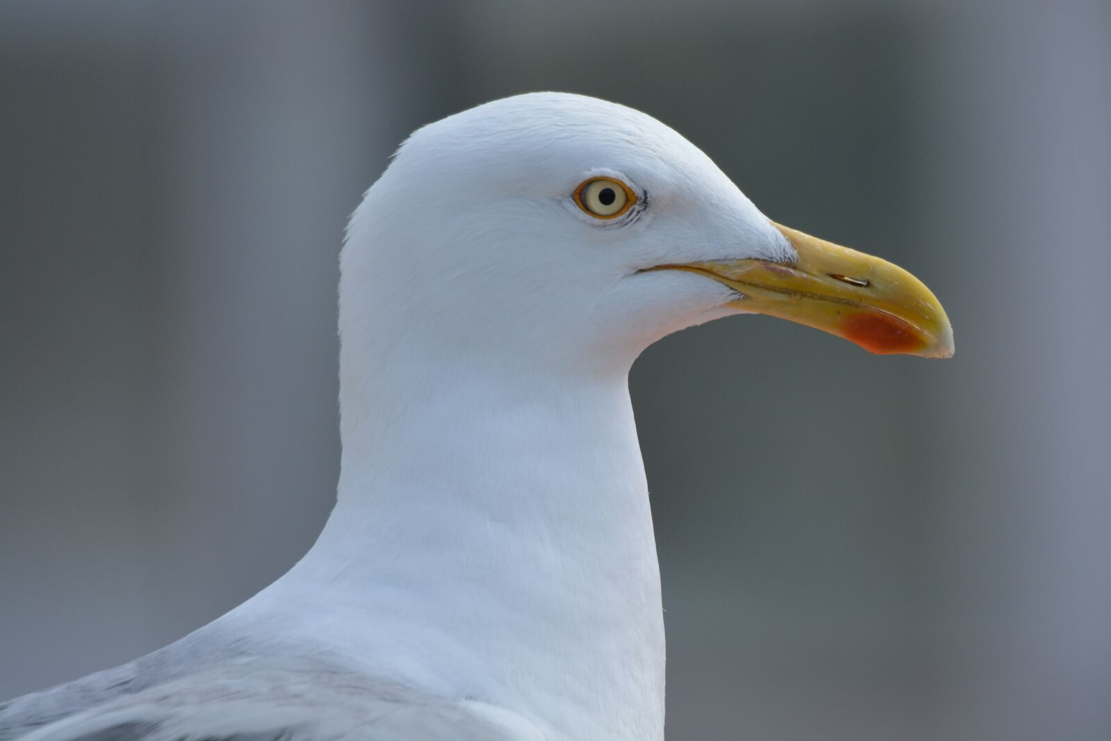 Nikon D5200 sample photo. Seagull, bird, animal photography