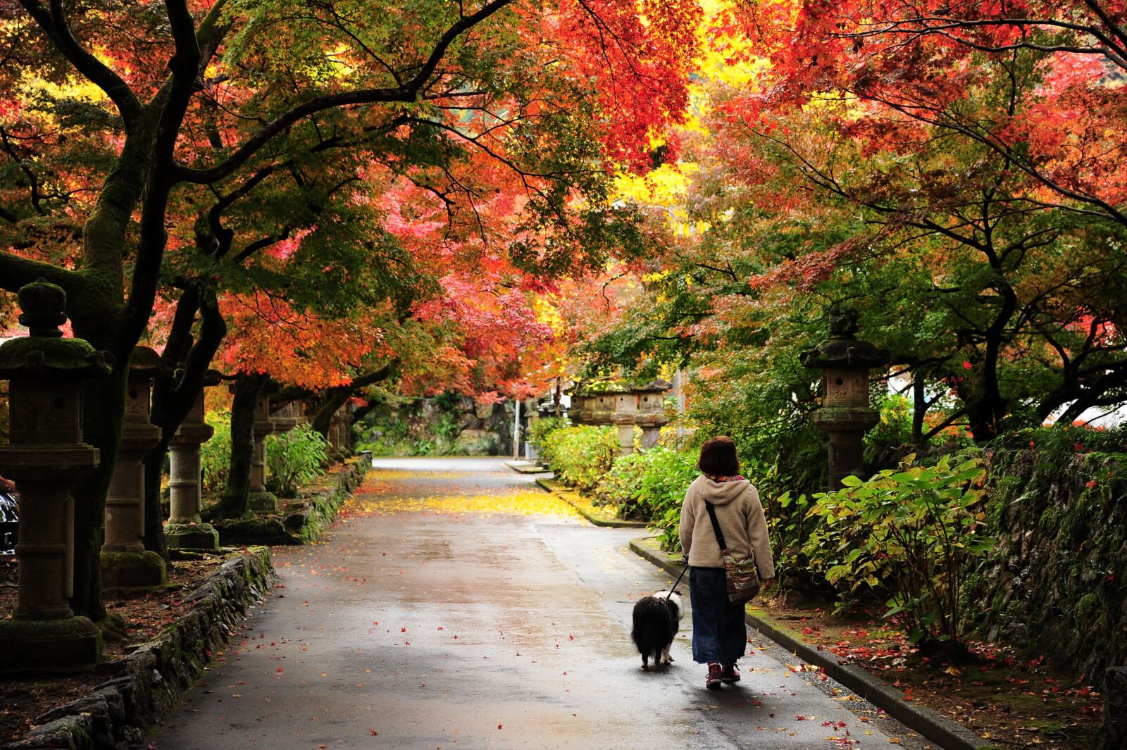 Nikon D700 sample photo. Autumn, autumnal leaves, temple photography