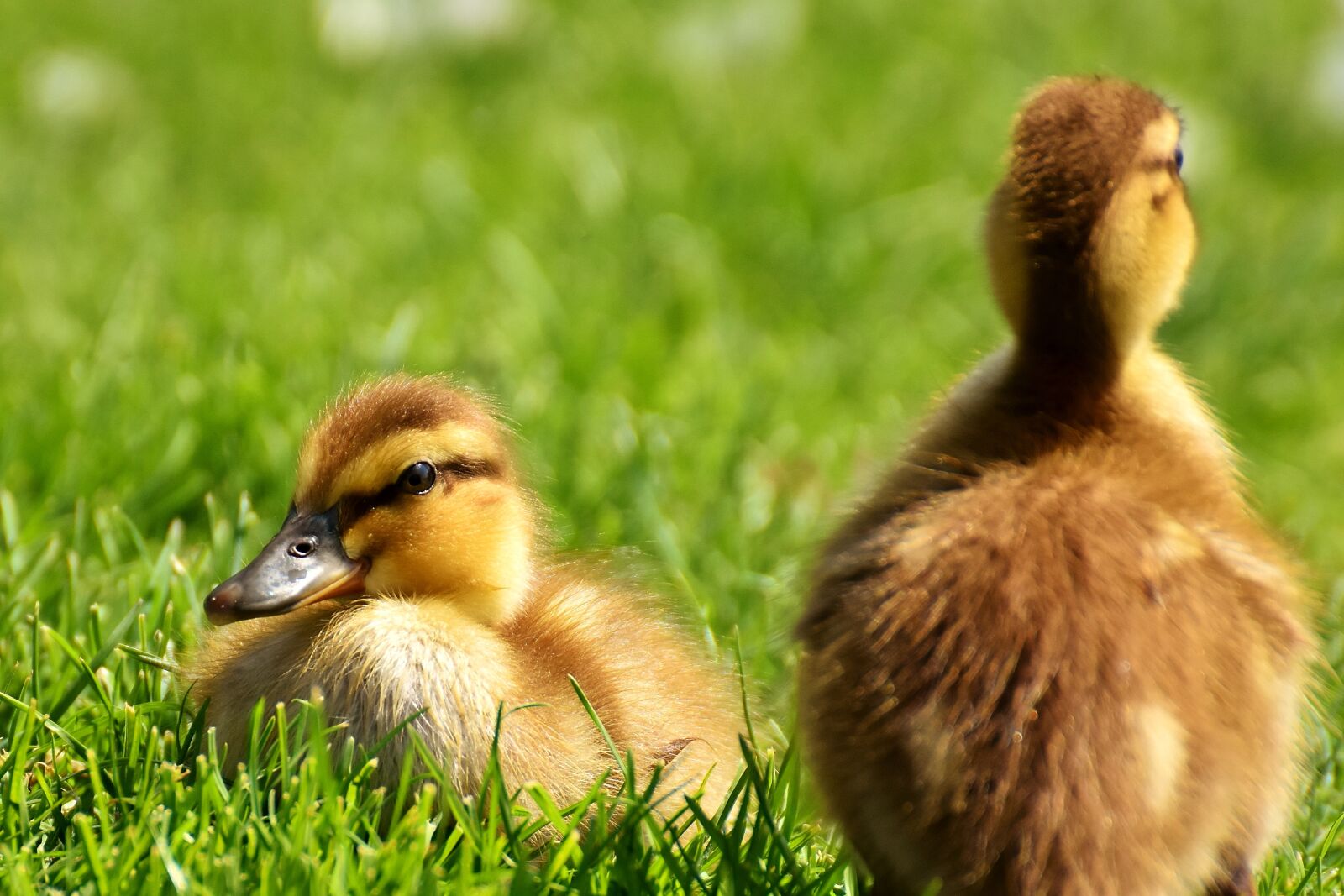 Nikon D7200 sample photo. Mallard, chicks, baby photography