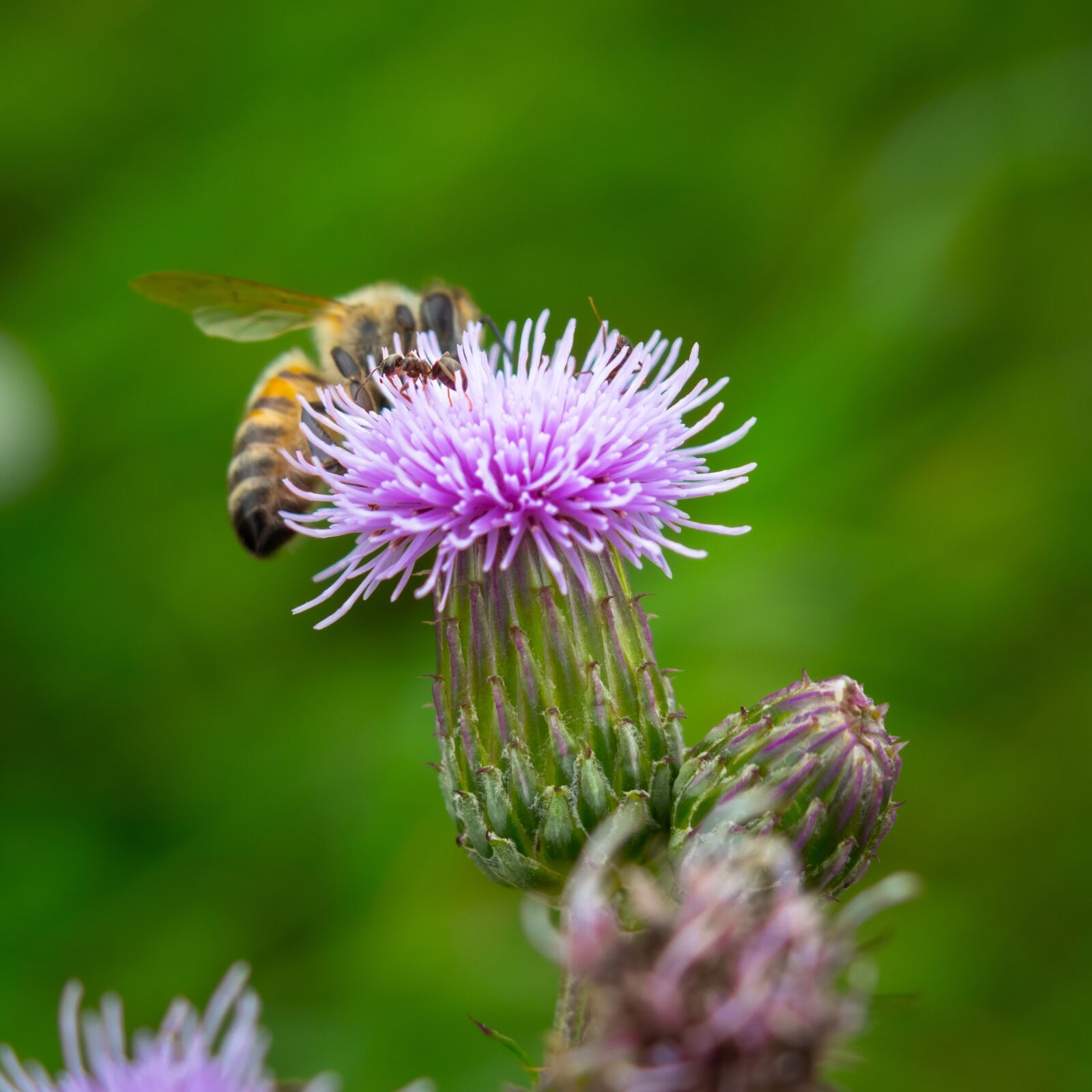 Canon PowerShot G3 X sample photo. Thistle, bee, ant photography