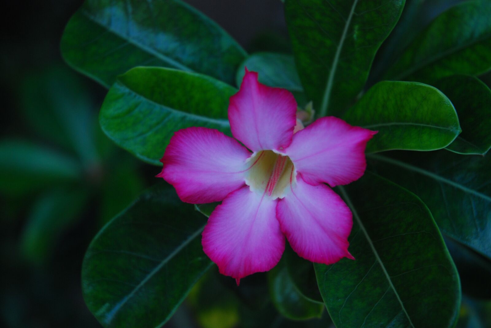 Nikon D80 sample photo. Flowers, plants, nature photography