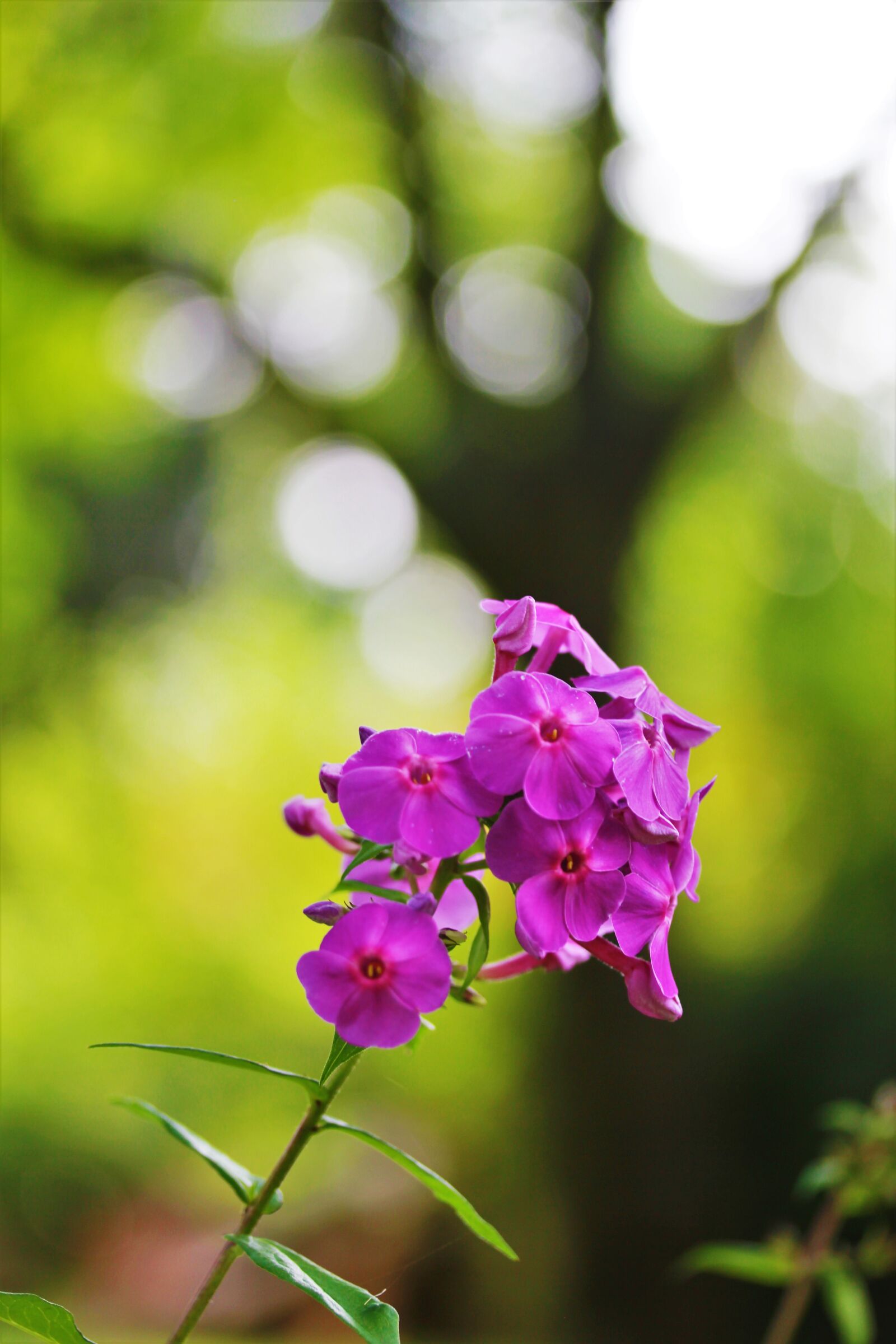 Canon EOS 550D (EOS Rebel T2i / EOS Kiss X4) sample photo. Flower, garden, blossom photography
