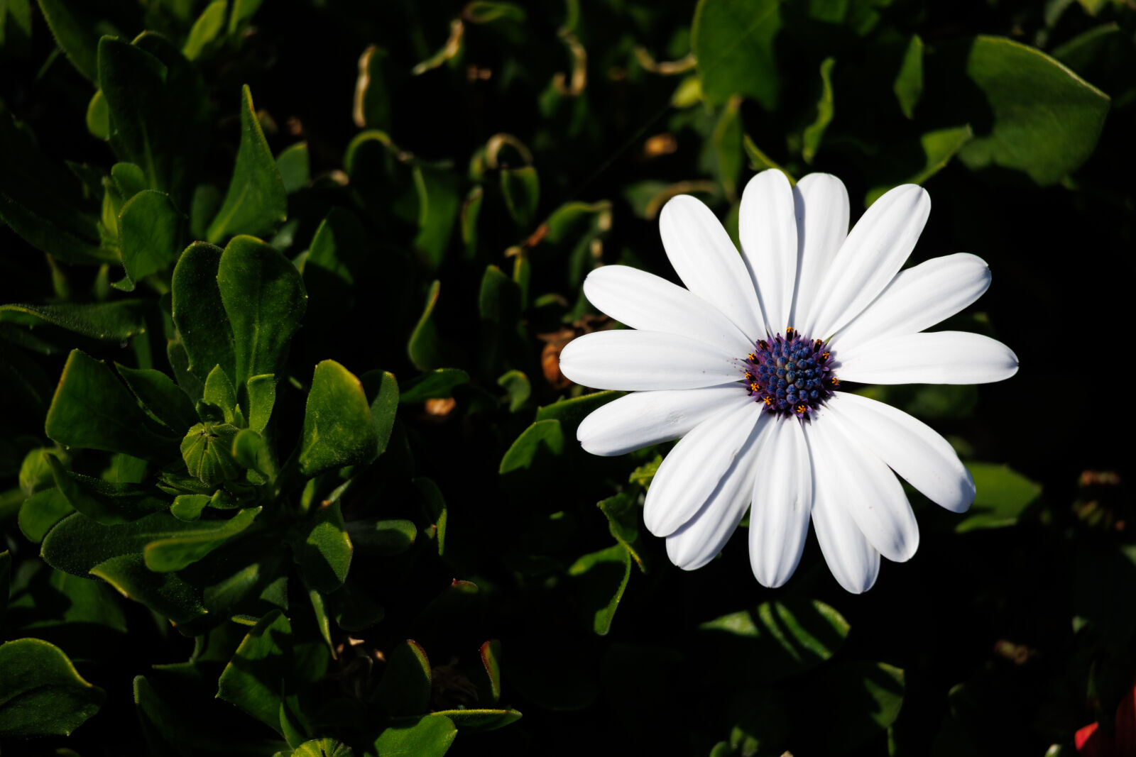 Canon EOS R100 sample photo. Flower sun photography